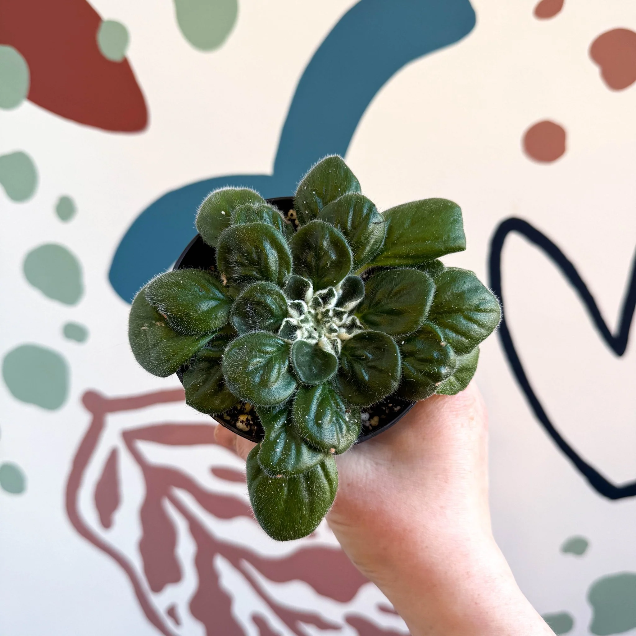 Whirlpool Plant - Petrocosmea 'Glasgow Kiss' - Welsh Grown - Image 3