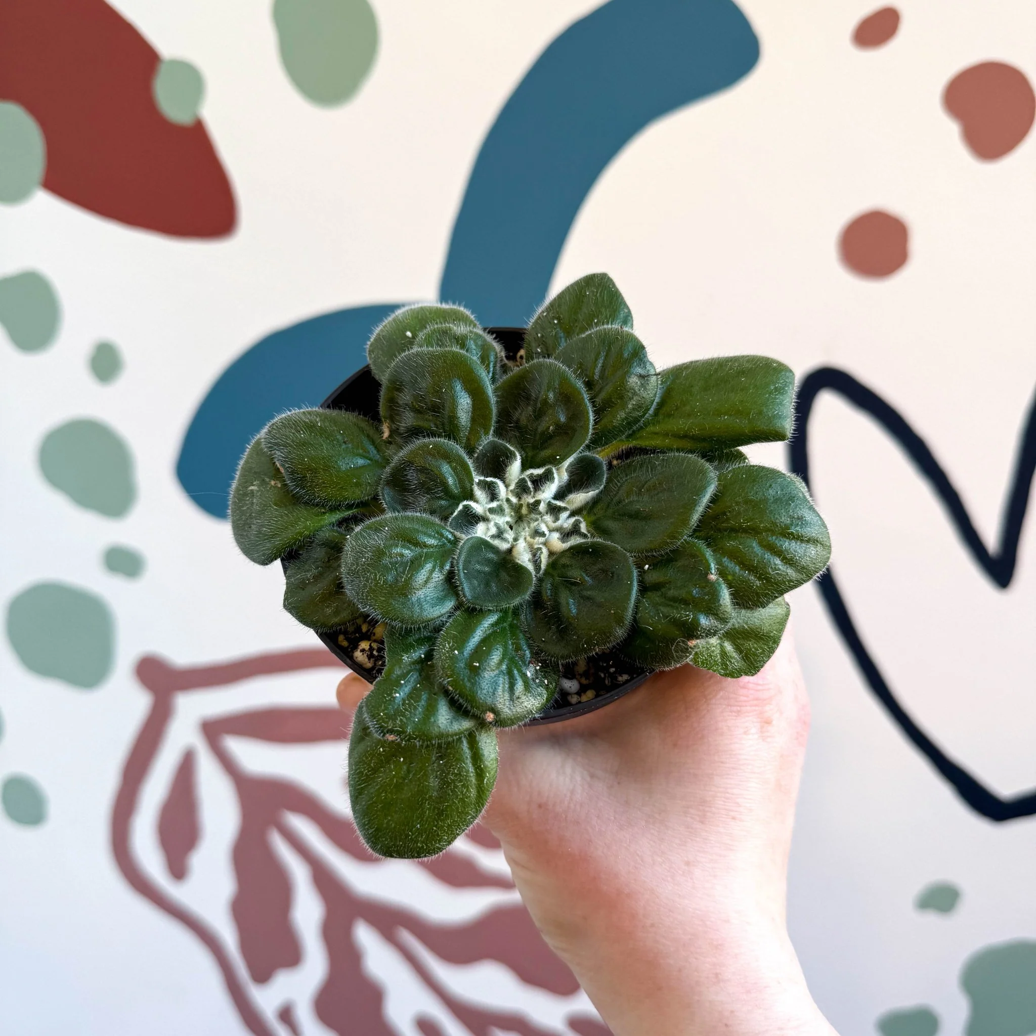 Whirlpool Plant - Petrocosmea 'Glasgow Kiss' - Welsh Grown - Image 4