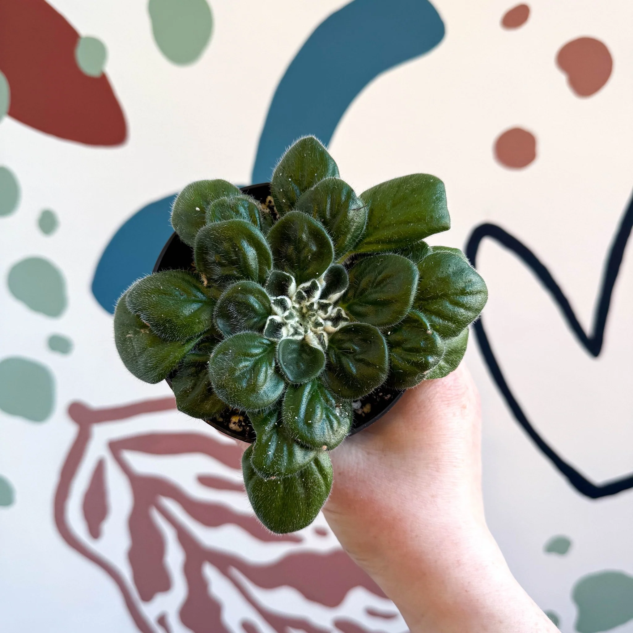 Whirlpool Plant - Petrocosmea 'Glasgow Kiss' - Welsh Grown - Image 5