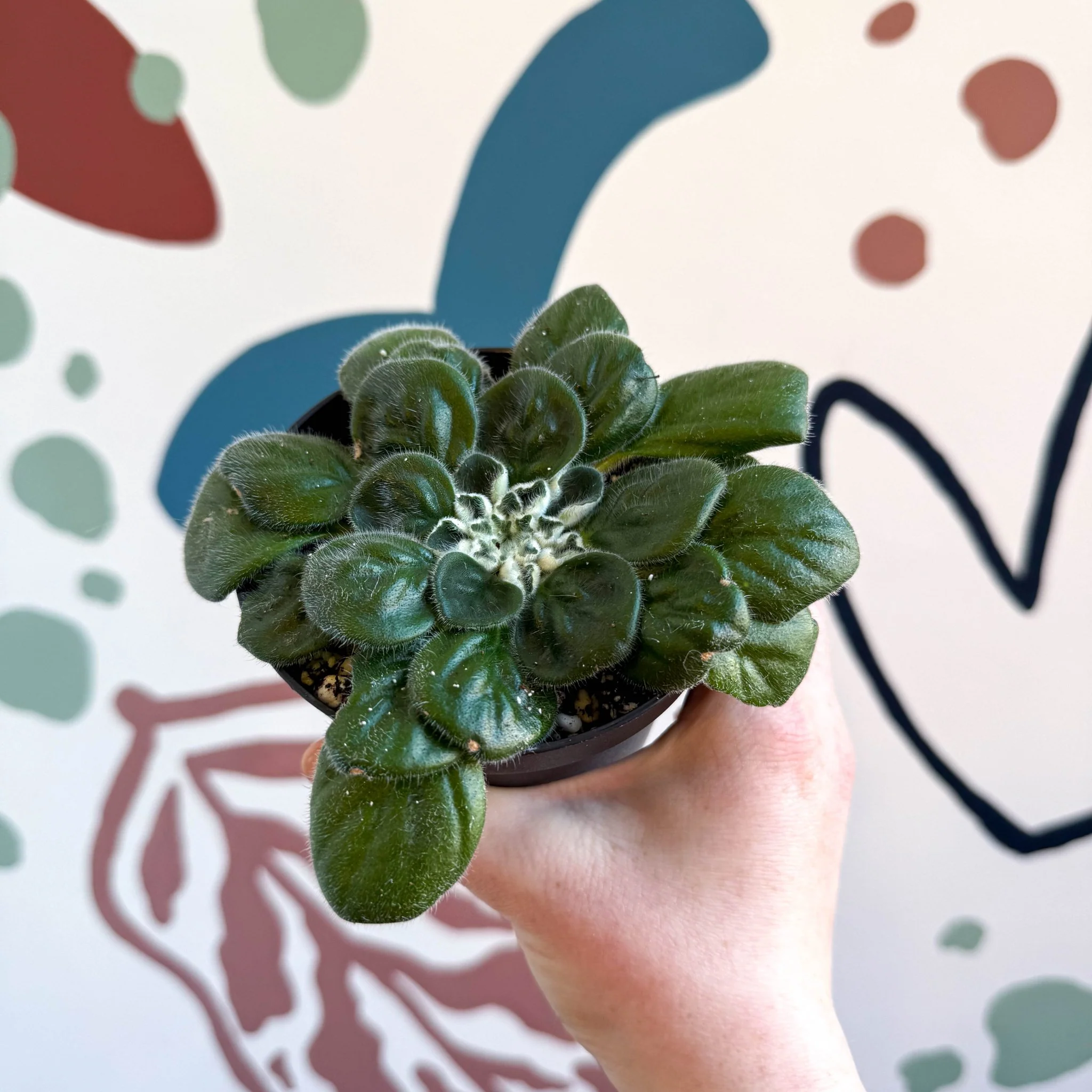 Whirlpool Plant - Petrocosmea 'Glasgow Kiss' - Welsh Grown - Image 6