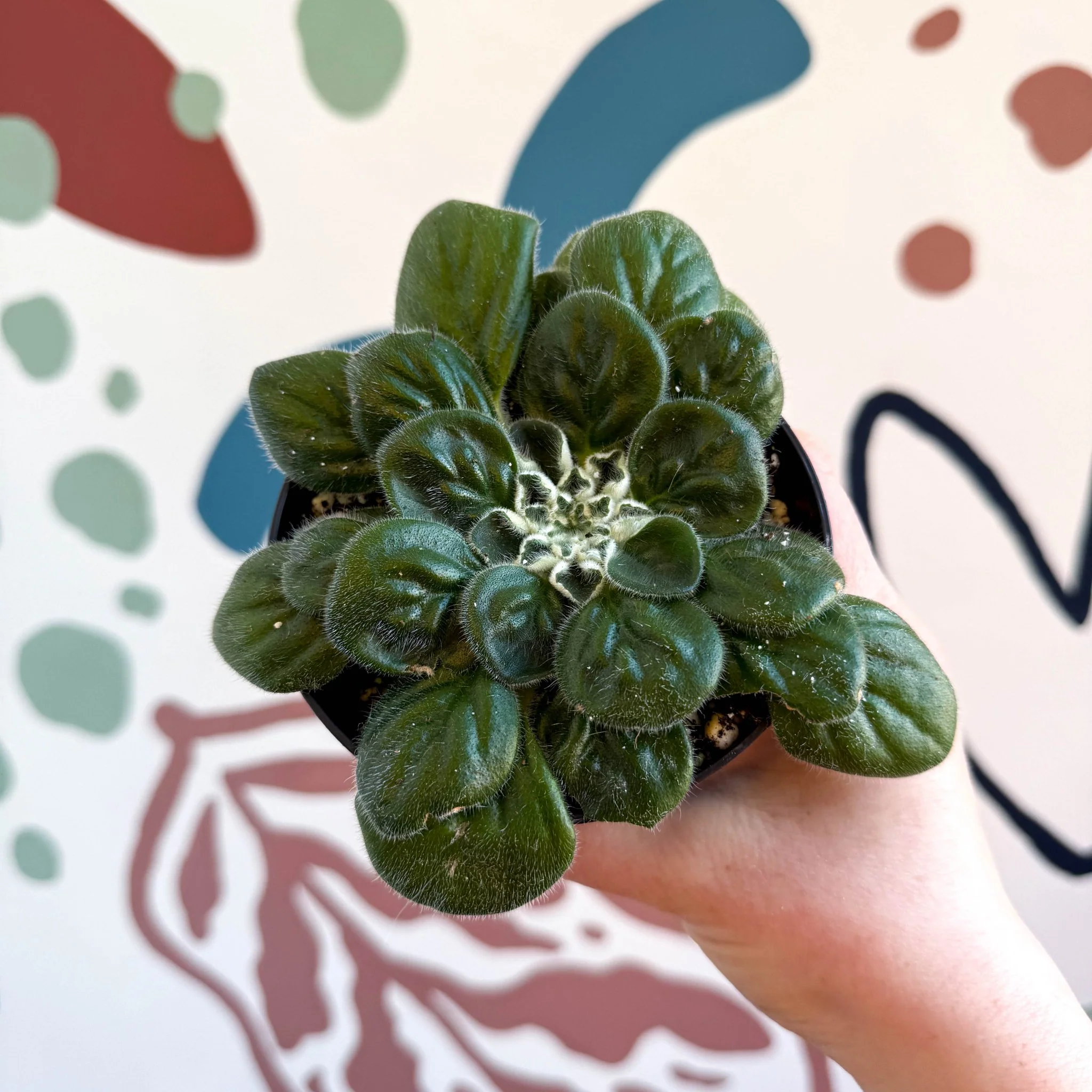Whirlpool Plant - Petrocosmea 'Glasgow Kiss' - Welsh Grown - Image 7