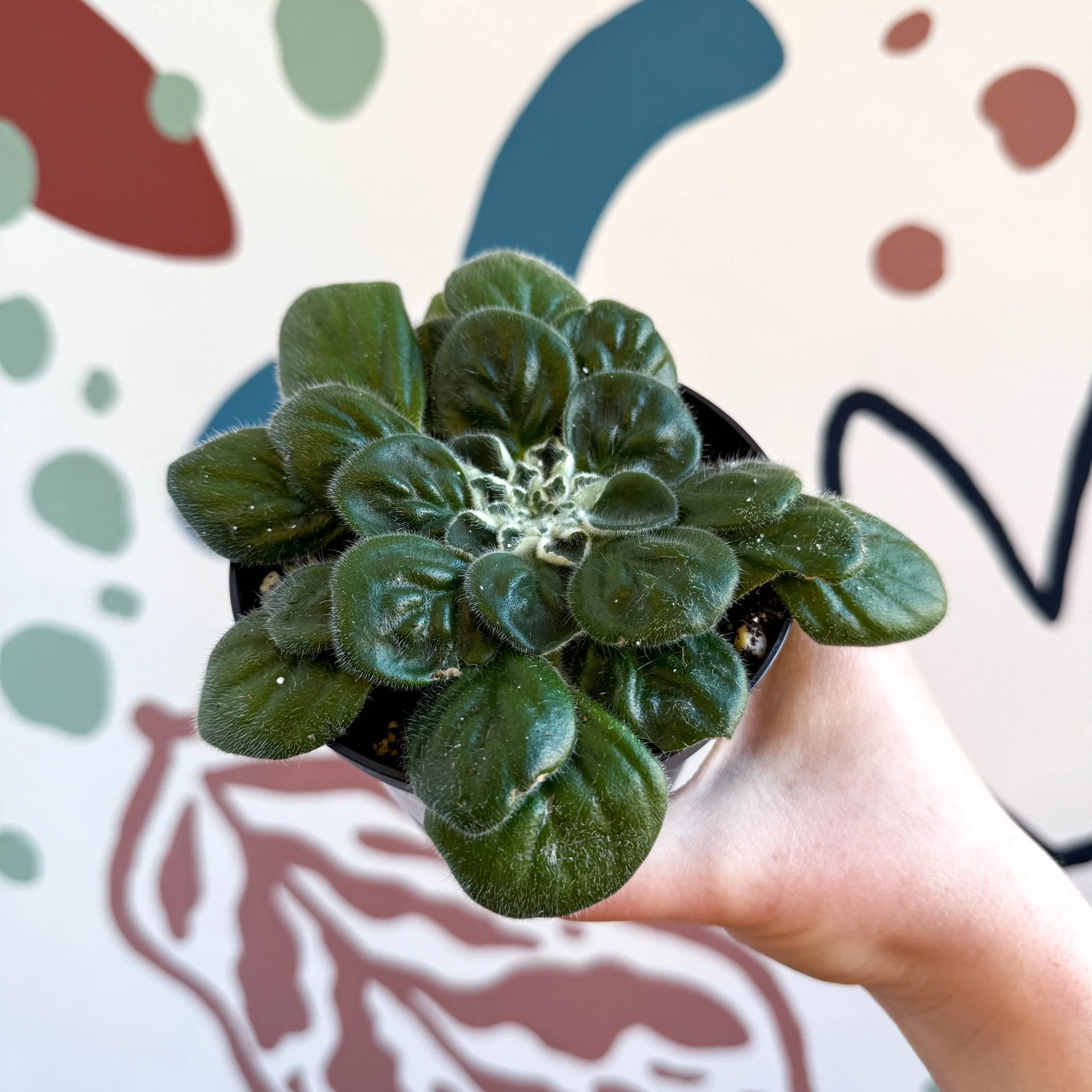 Whirlpool Plant - Petrocosmea 'Glasgow Kiss' - Welsh Grown - Image 8