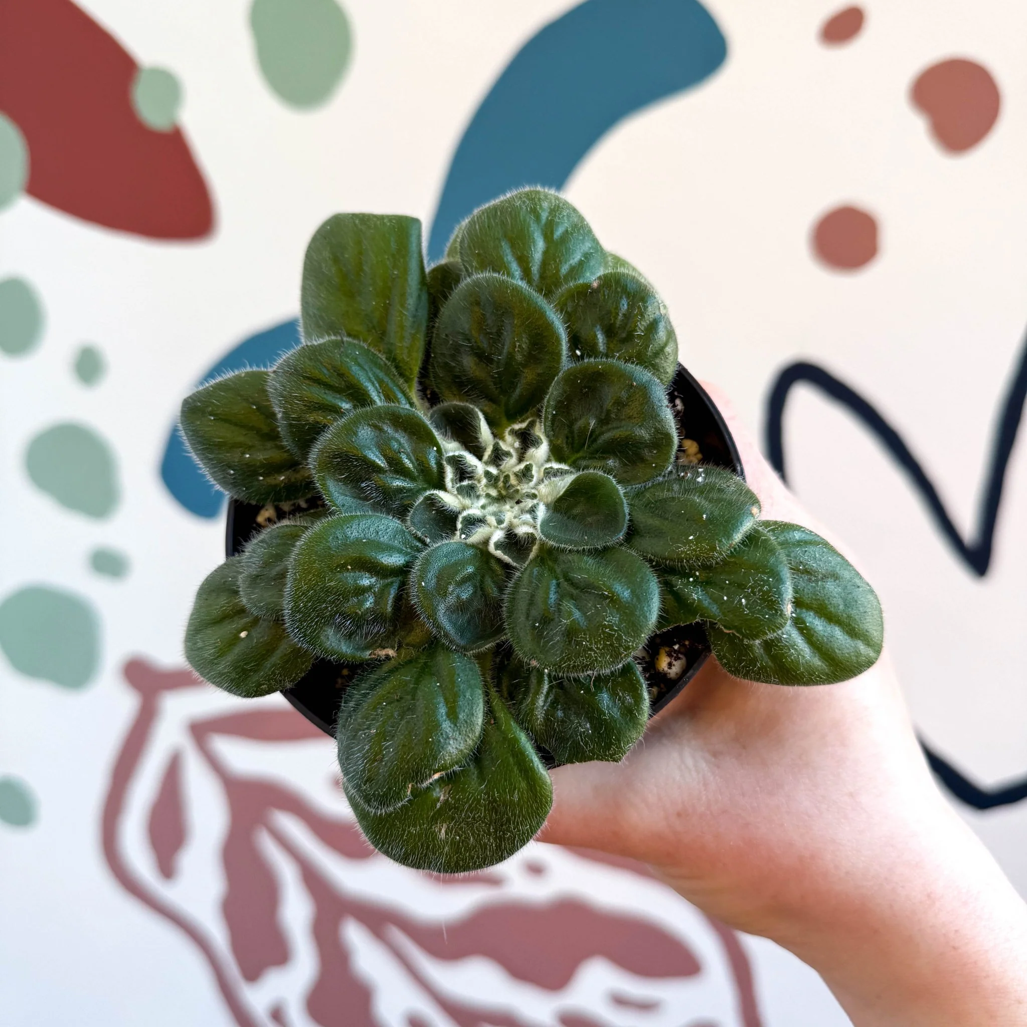 Whirlpool Plant - Petrocosmea 'Glasgow Kiss' - Welsh Grown - Image 9