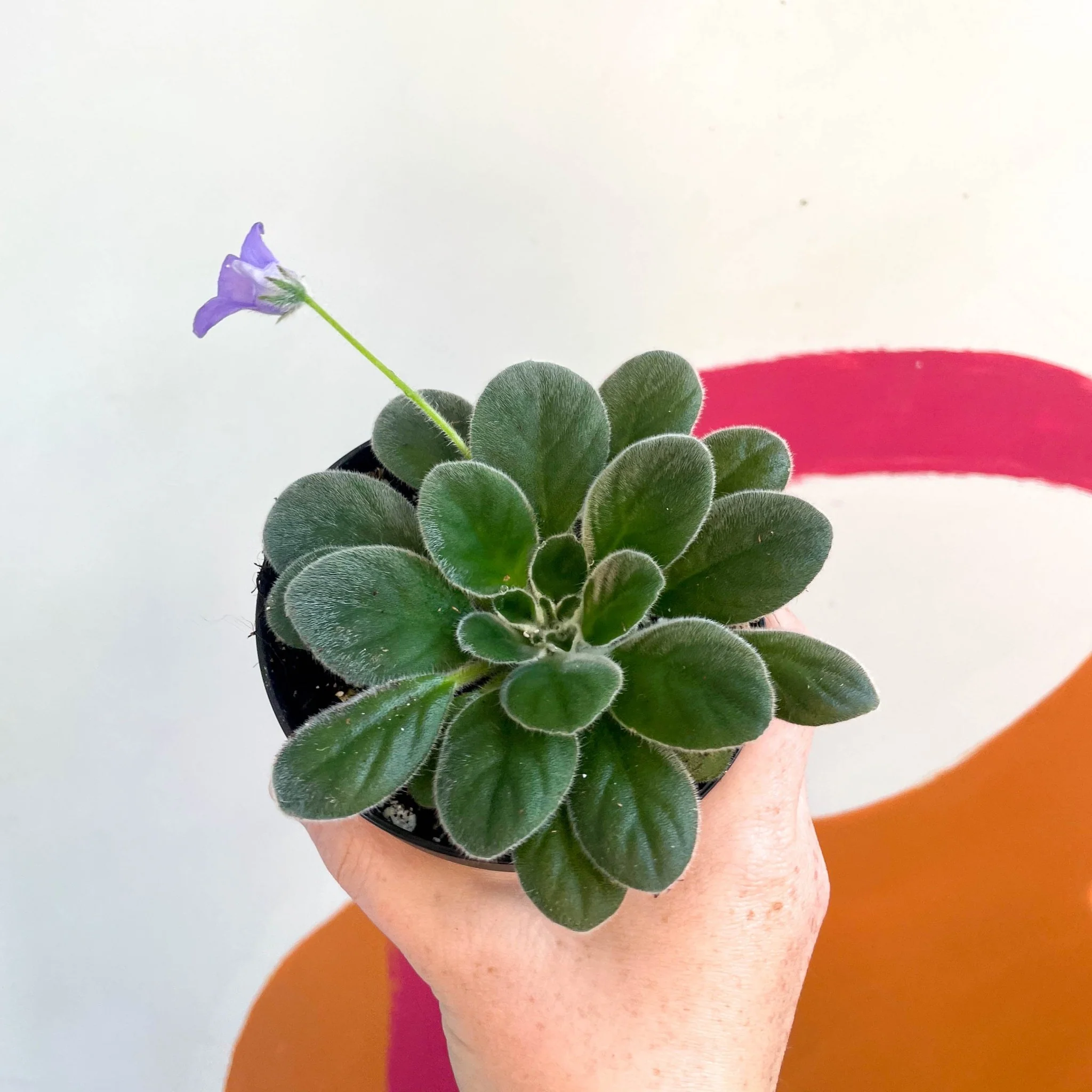 Whirlpool Plant - Petrocosmea 'HT-2' - Welsh Grown - Image 2