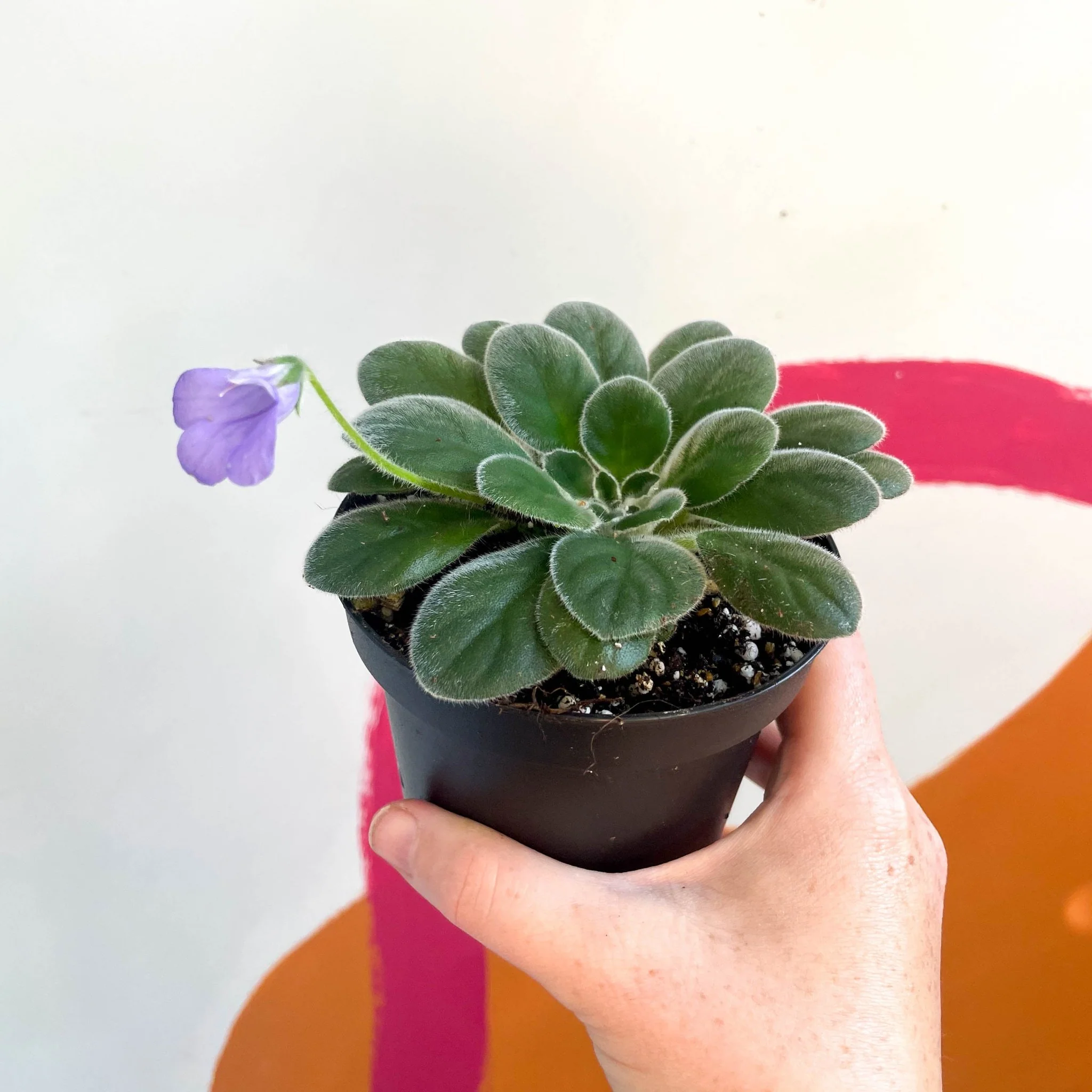 Whirlpool Plant - Petrocosmea 'HT-2' - Welsh Grown - Image 3