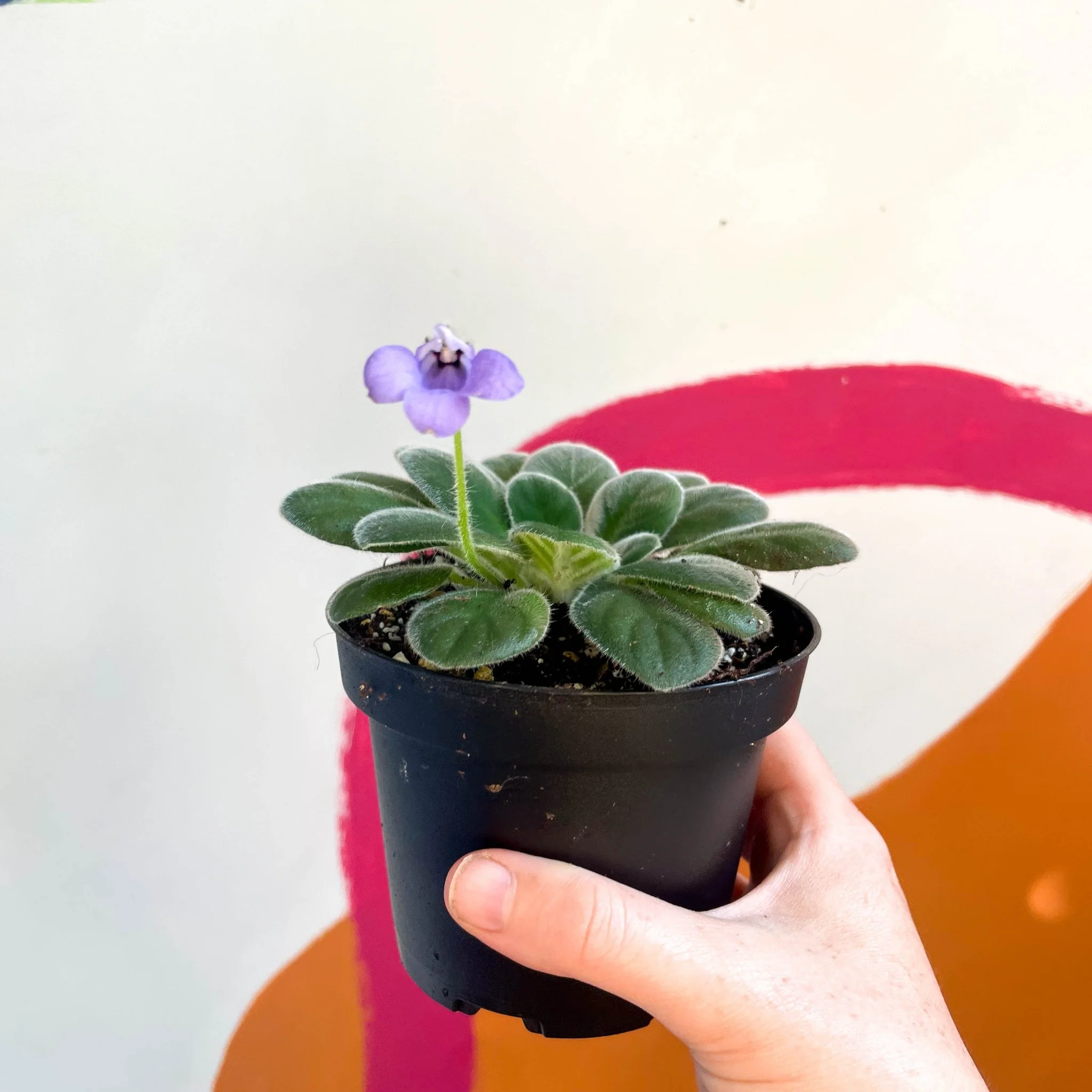 Whirlpool Plant - Petrocosmea 'HT-2' - Welsh Grown - Image 5
