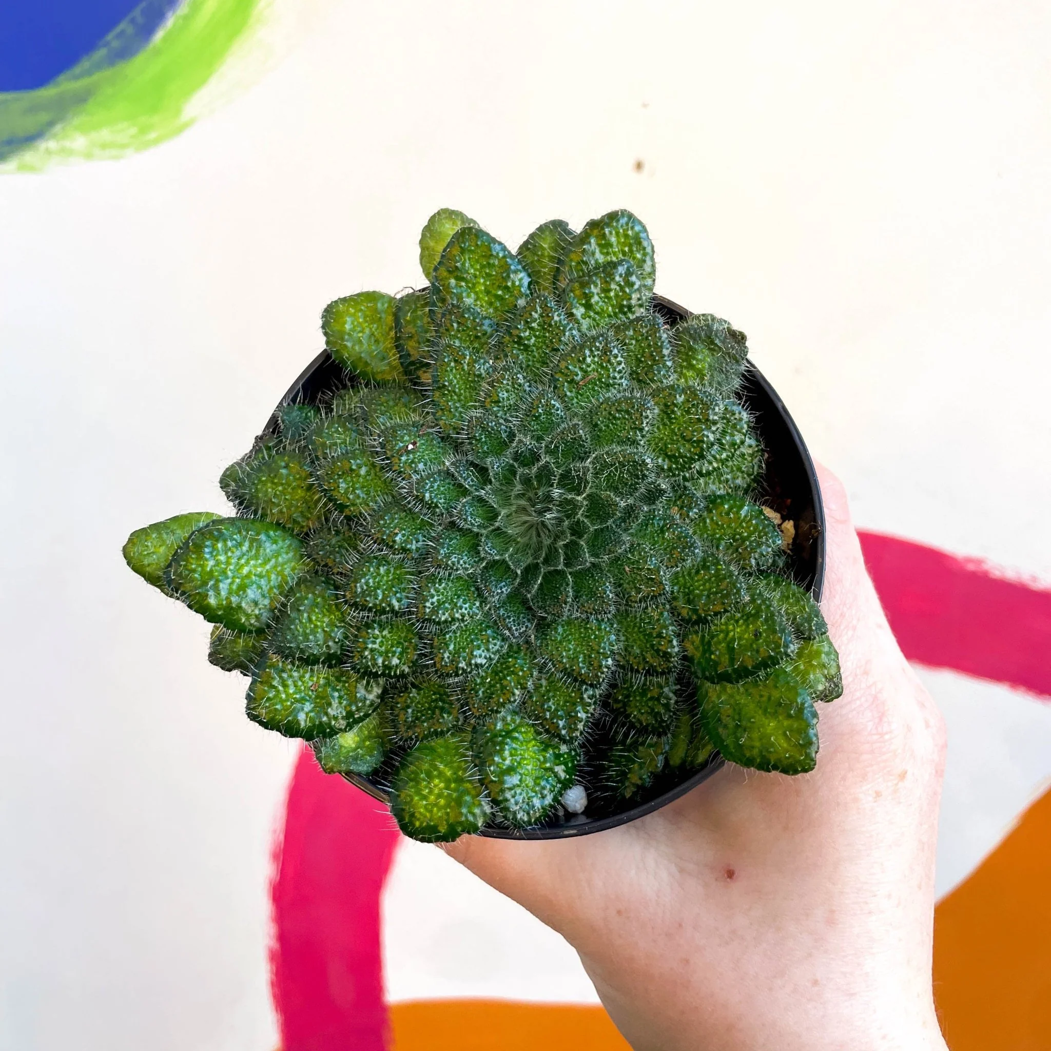 Whirlpool Plant - Petrocosmea 'Keystone's Bantam' - Welsh Grown