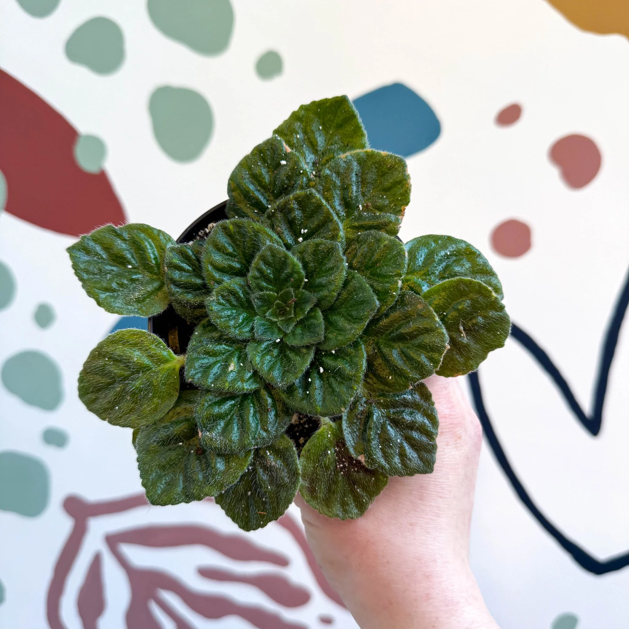 Whirlpool Plant - Petrocosmea 'Keystone's Barnswallow' - Welsh Grown
