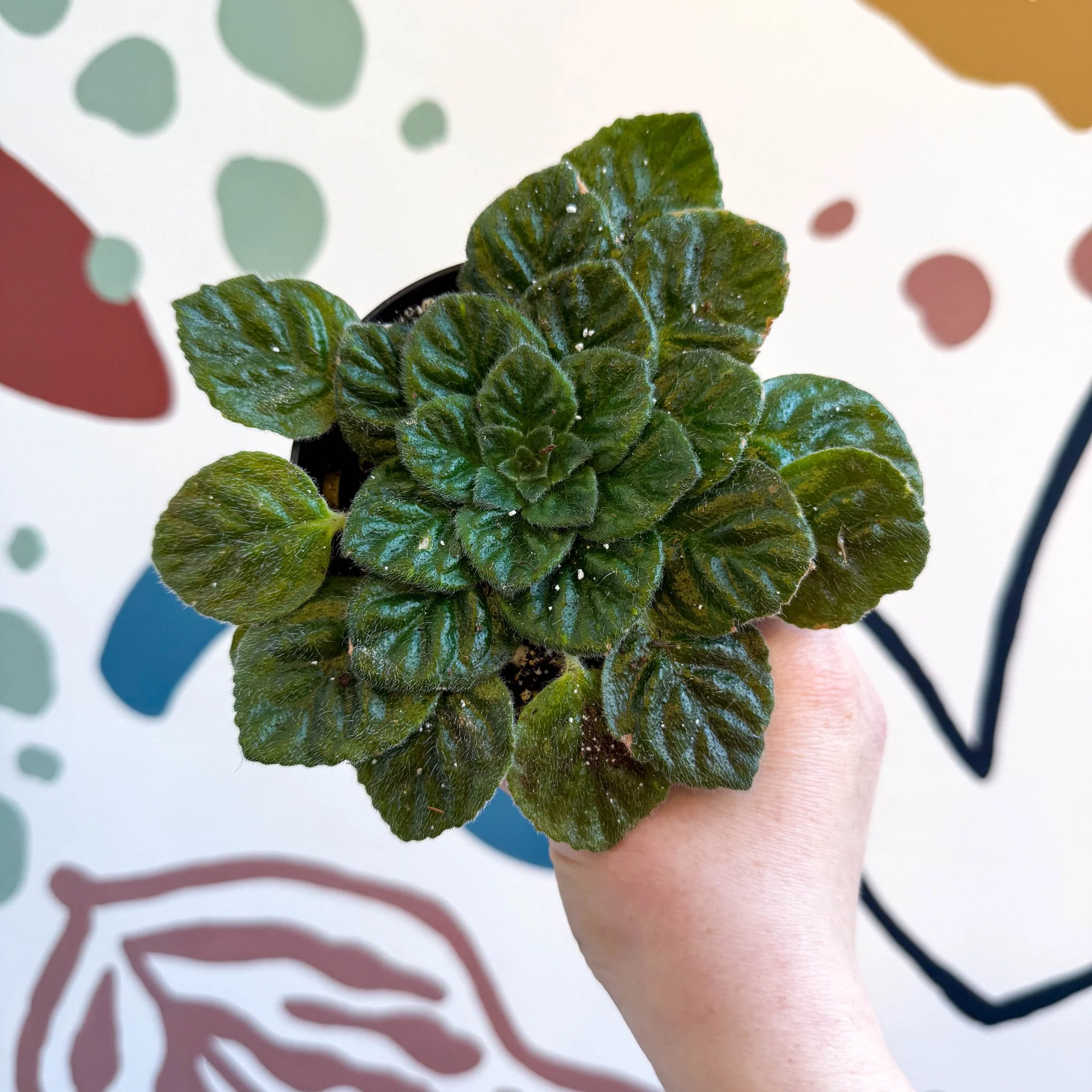 Whirlpool Plant - Petrocosmea 'Keystone's Barnswallow' - Welsh Grown - Image 10
