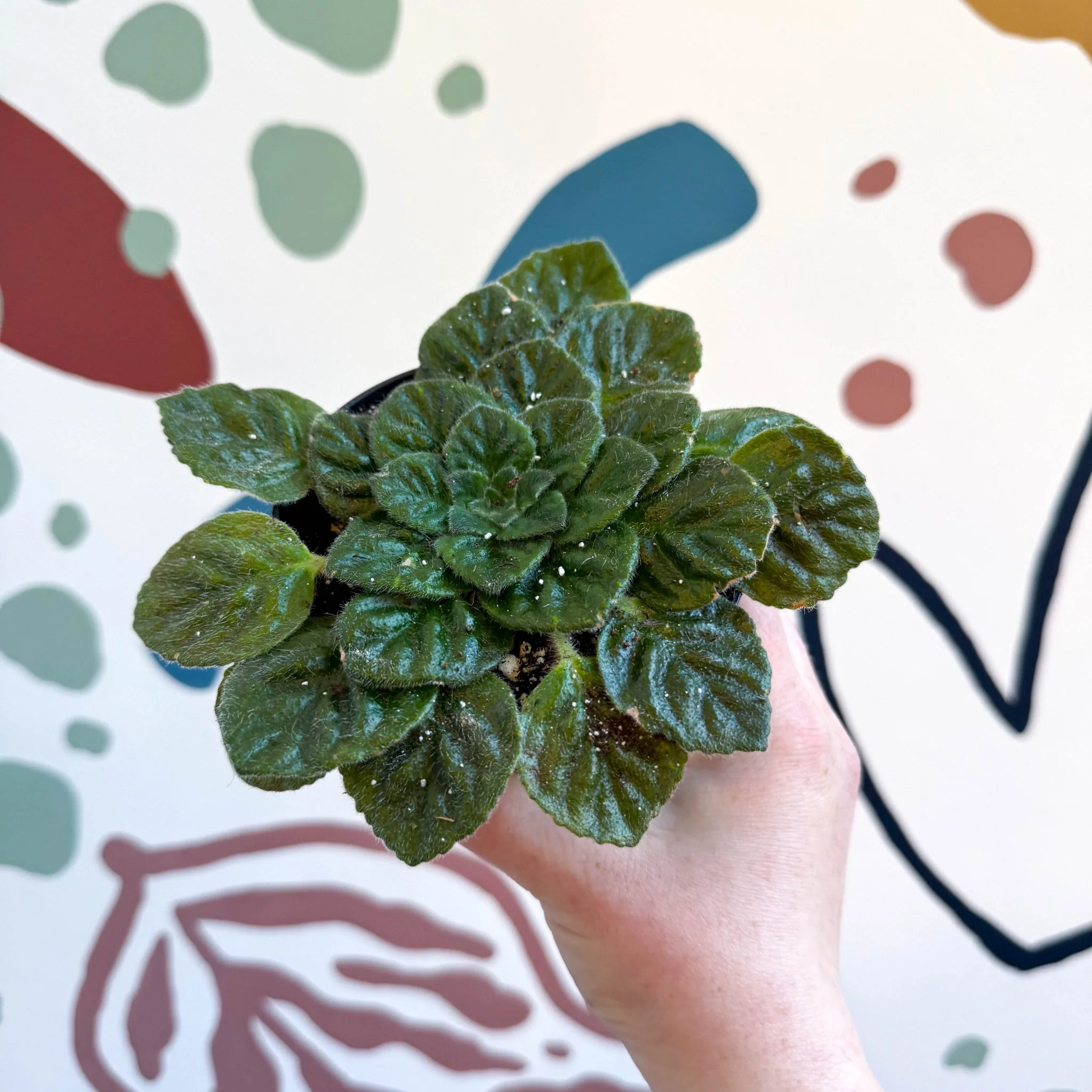 Whirlpool Plant - Petrocosmea 'Keystone's Barnswallow' - Welsh Grown - Image 2