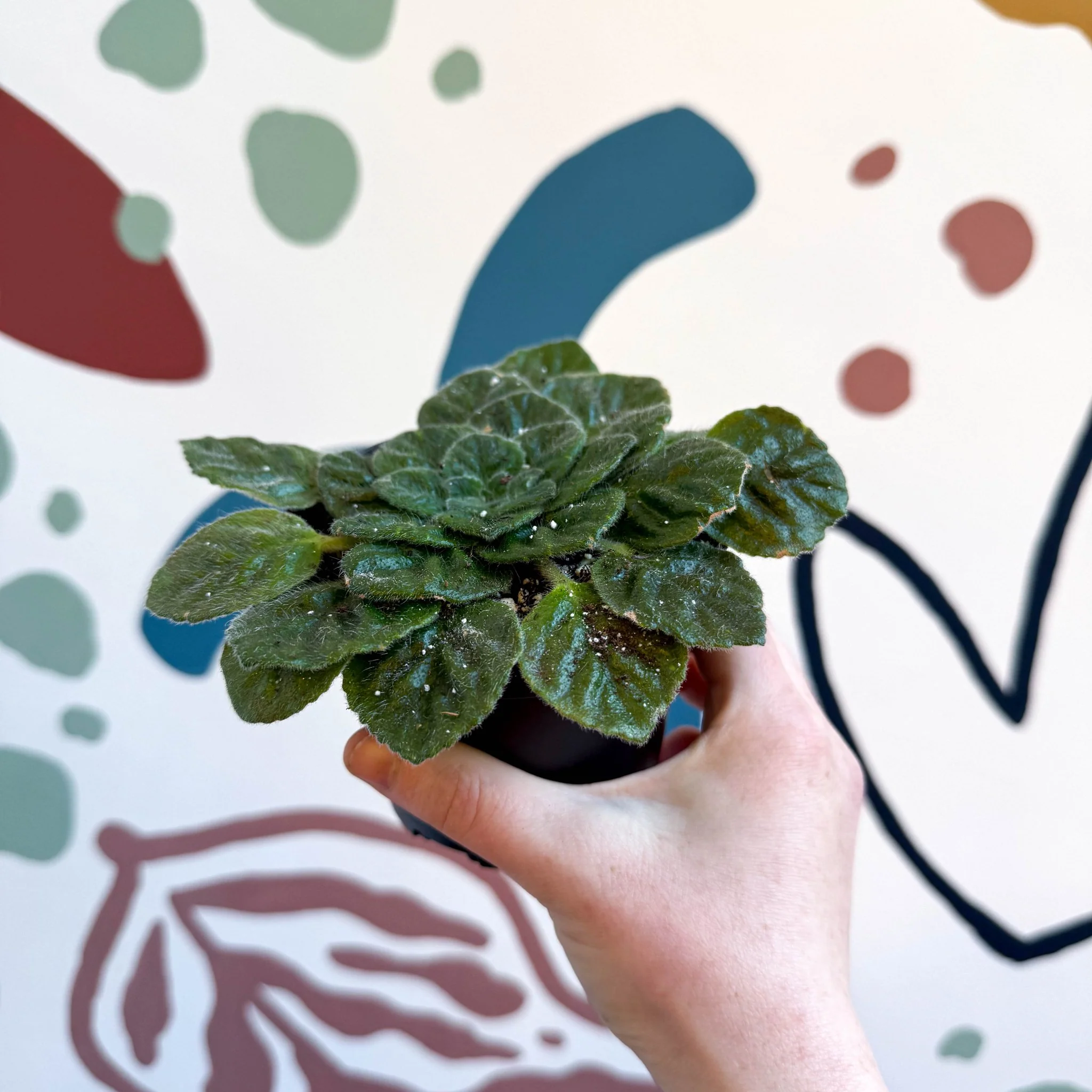 Whirlpool Plant - Petrocosmea 'Keystone's Barnswallow' - Welsh Grown - Image 3