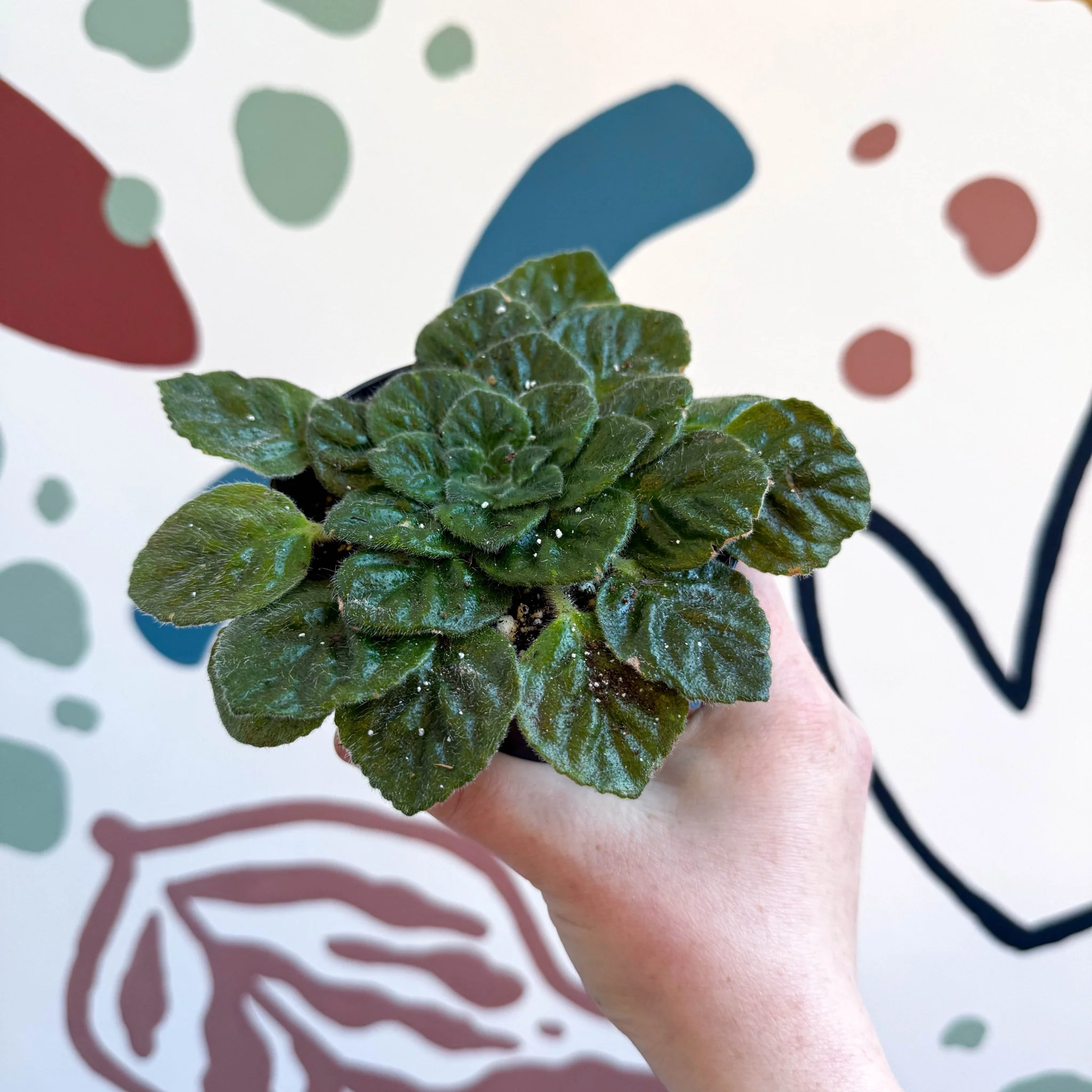 Whirlpool Plant - Petrocosmea 'Keystone's Barnswallow' - Welsh Grown - Image 4