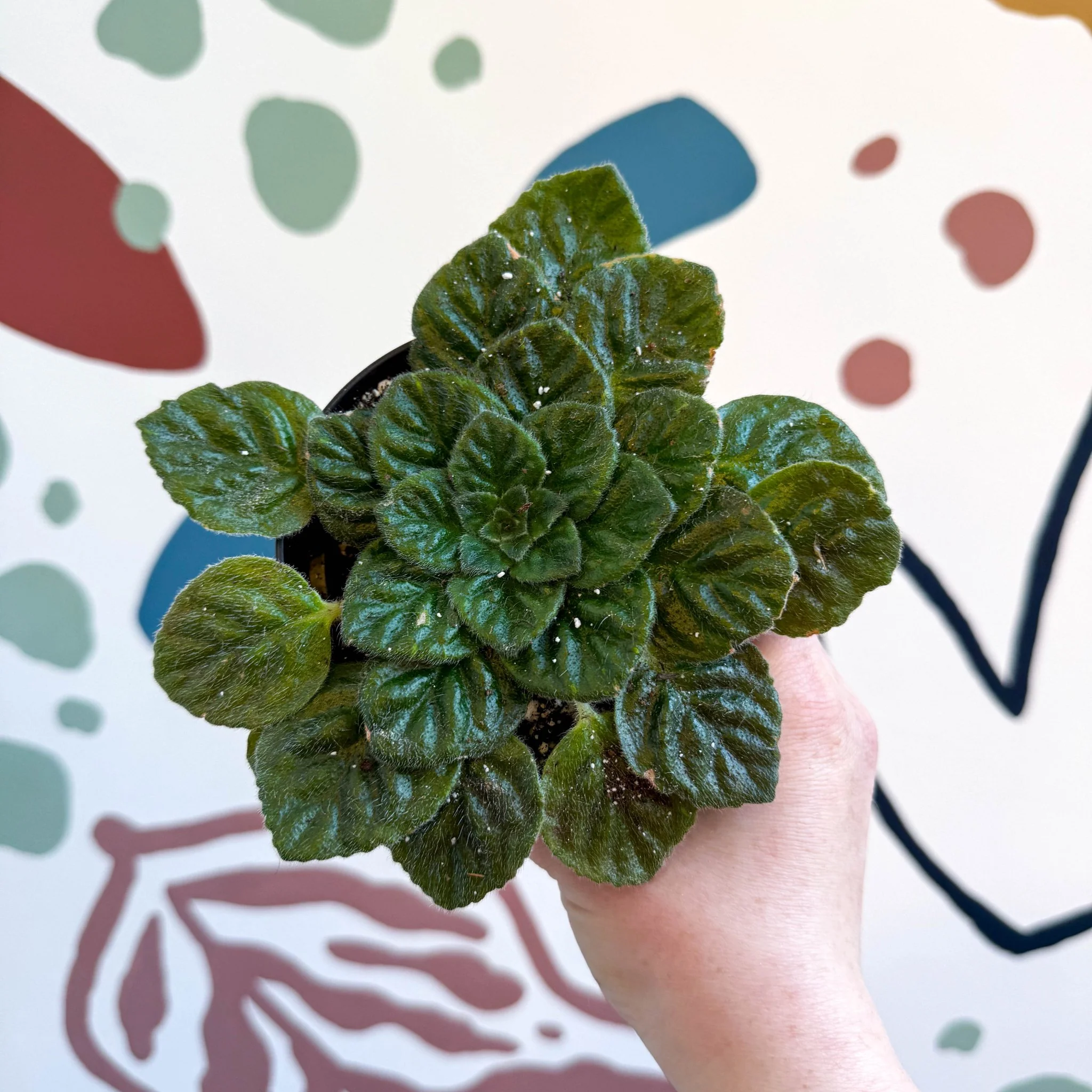 Whirlpool Plant - Petrocosmea 'Keystone's Barnswallow' - Welsh Grown - Image 5