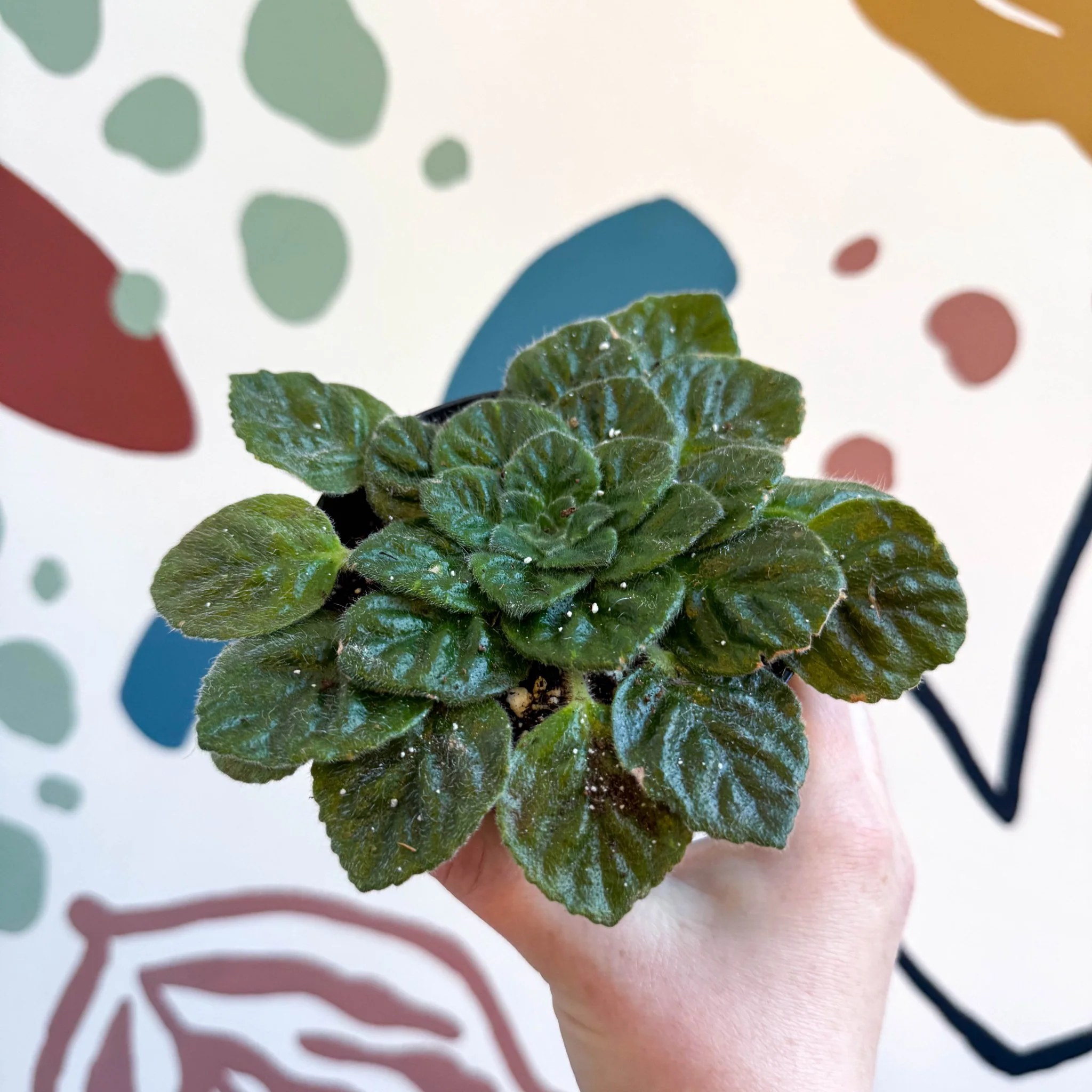 Whirlpool Plant - Petrocosmea 'Keystone's Barnswallow' - Welsh Grown - Image 7
