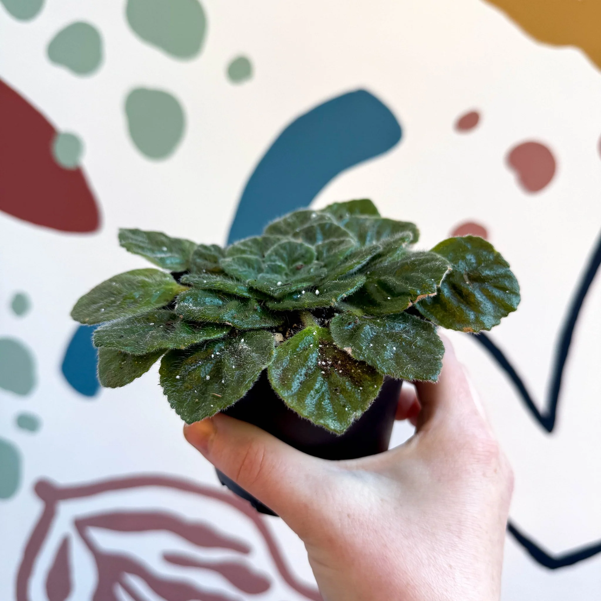 Whirlpool Plant - Petrocosmea 'Keystone's Barnswallow' - Welsh Grown - Image 8