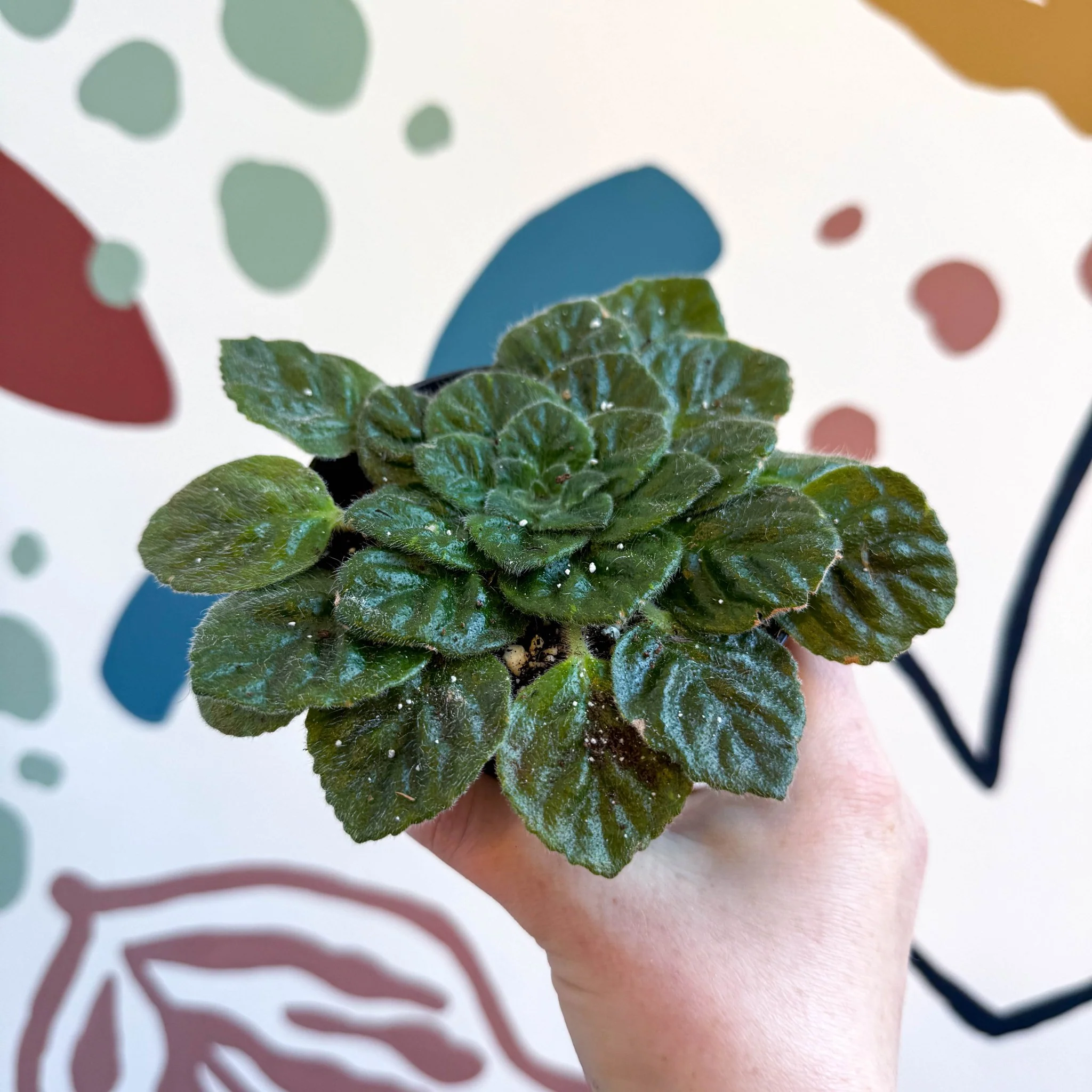 Whirlpool Plant - Petrocosmea 'Keystone's Barnswallow' - Welsh Grown - Image 9
