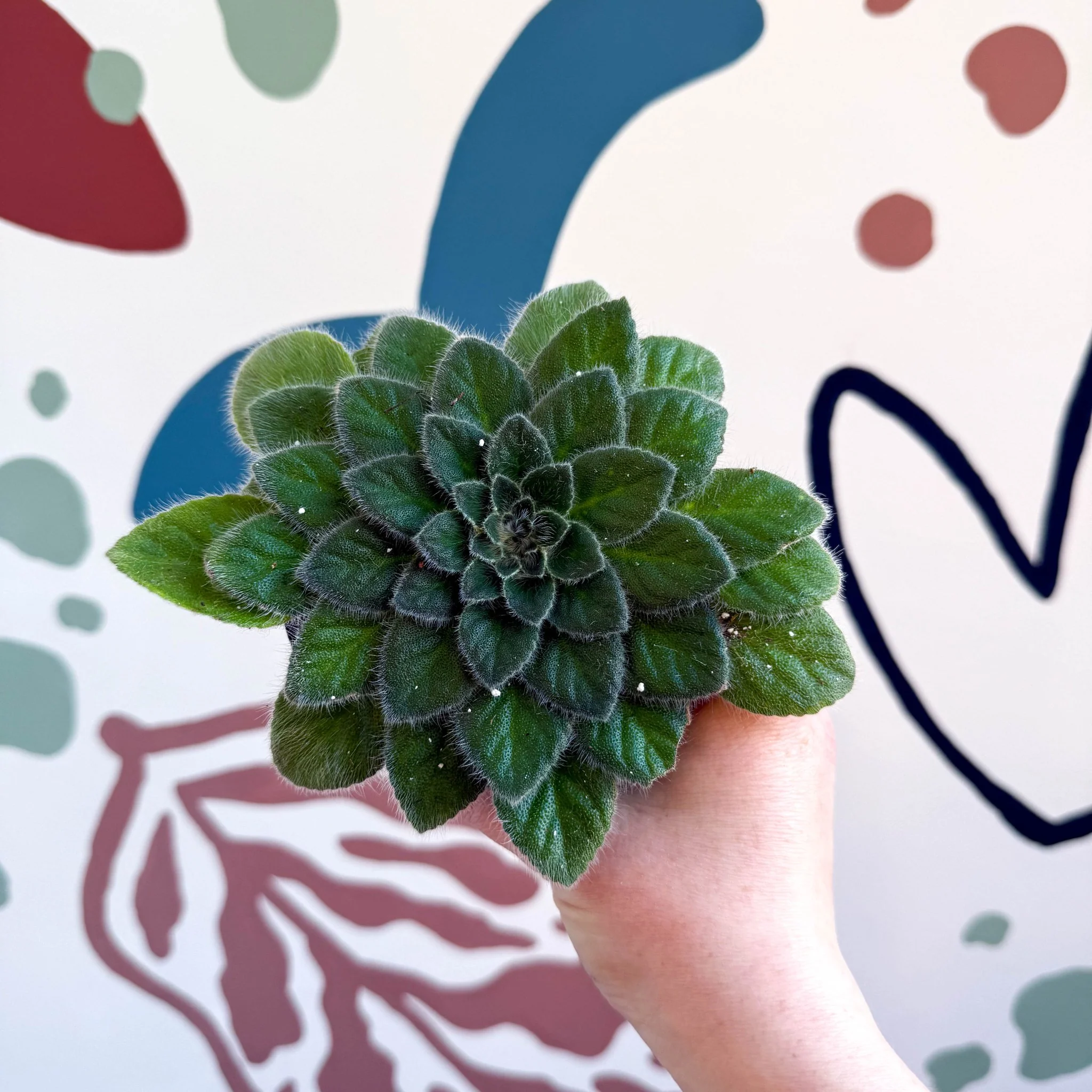 Whirlpool Plant - Petrocosmea 'Keystone's Belmont' - Welsh Grown
