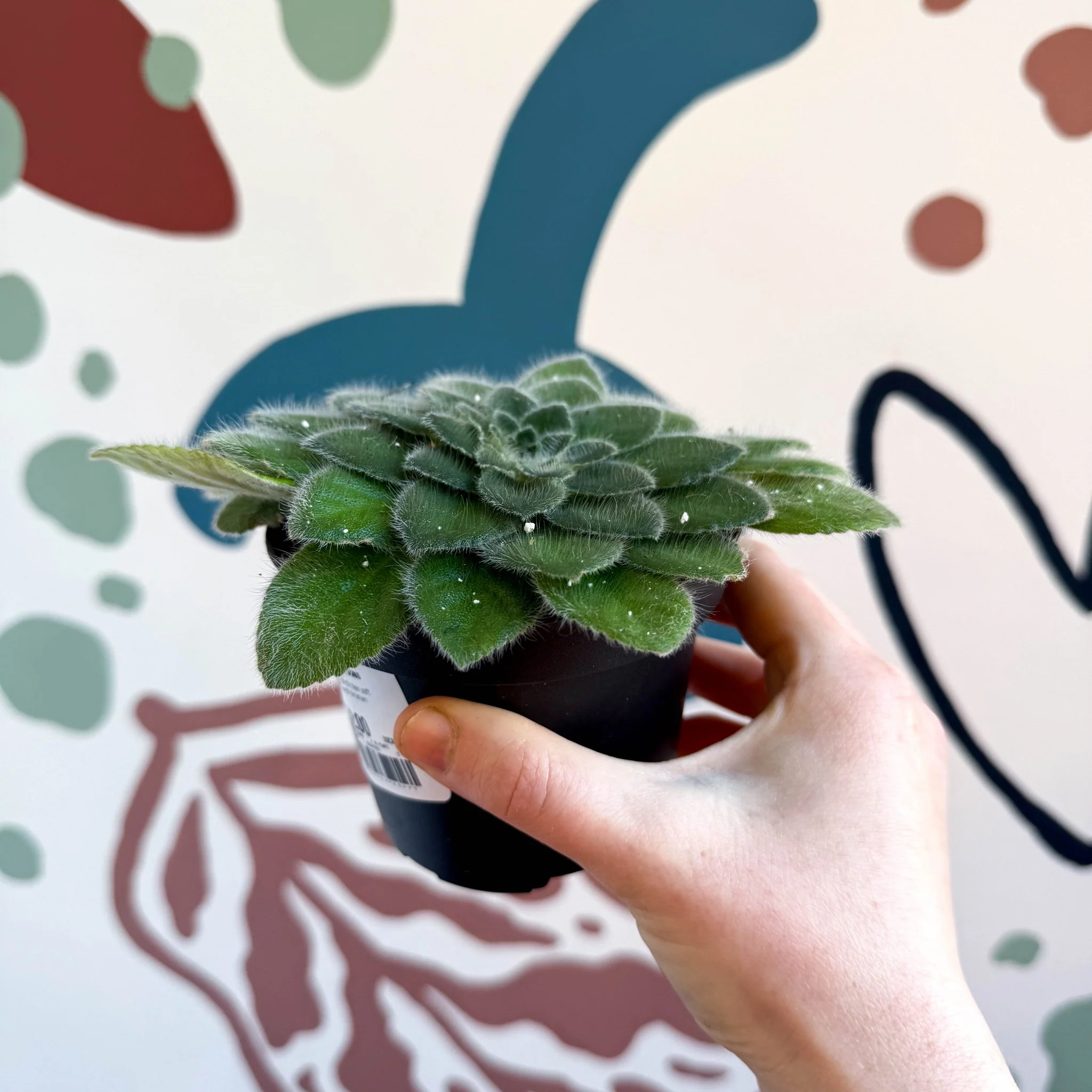 Whirlpool Plant - Petrocosmea 'Keystone's Belmont' - Welsh Grown - Image 10