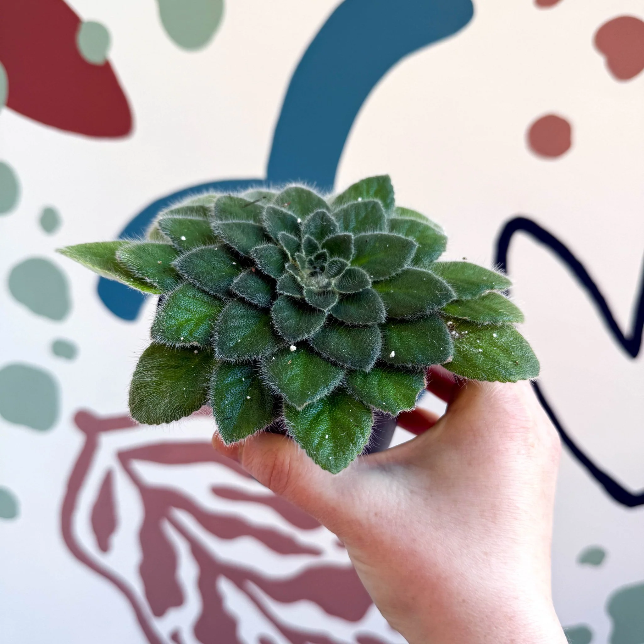 Whirlpool Plant - Petrocosmea 'Keystone's Belmont' - Welsh Grown - Image 11
