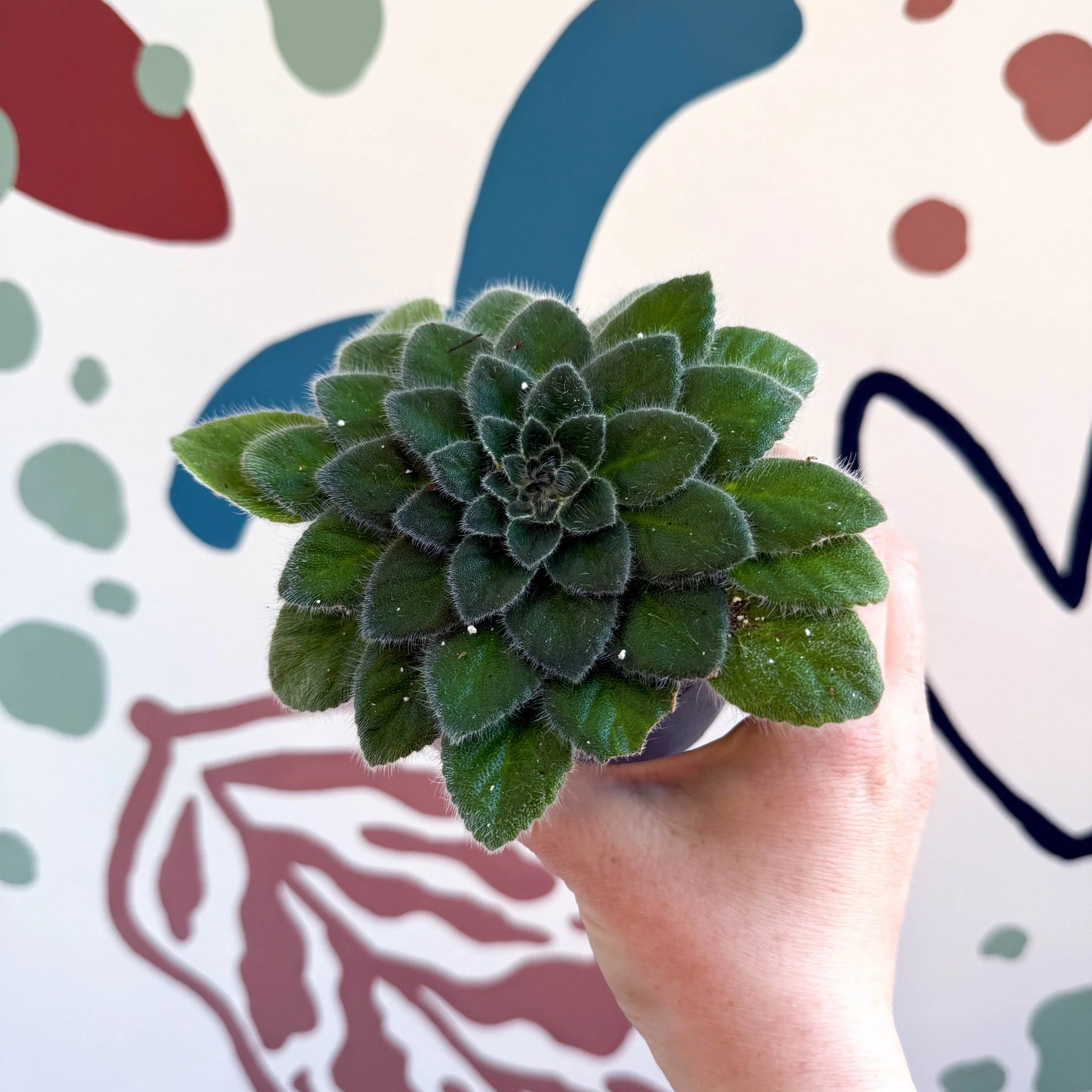 Whirlpool Plant - Petrocosmea 'Keystone's Belmont' - Welsh Grown - Image 12