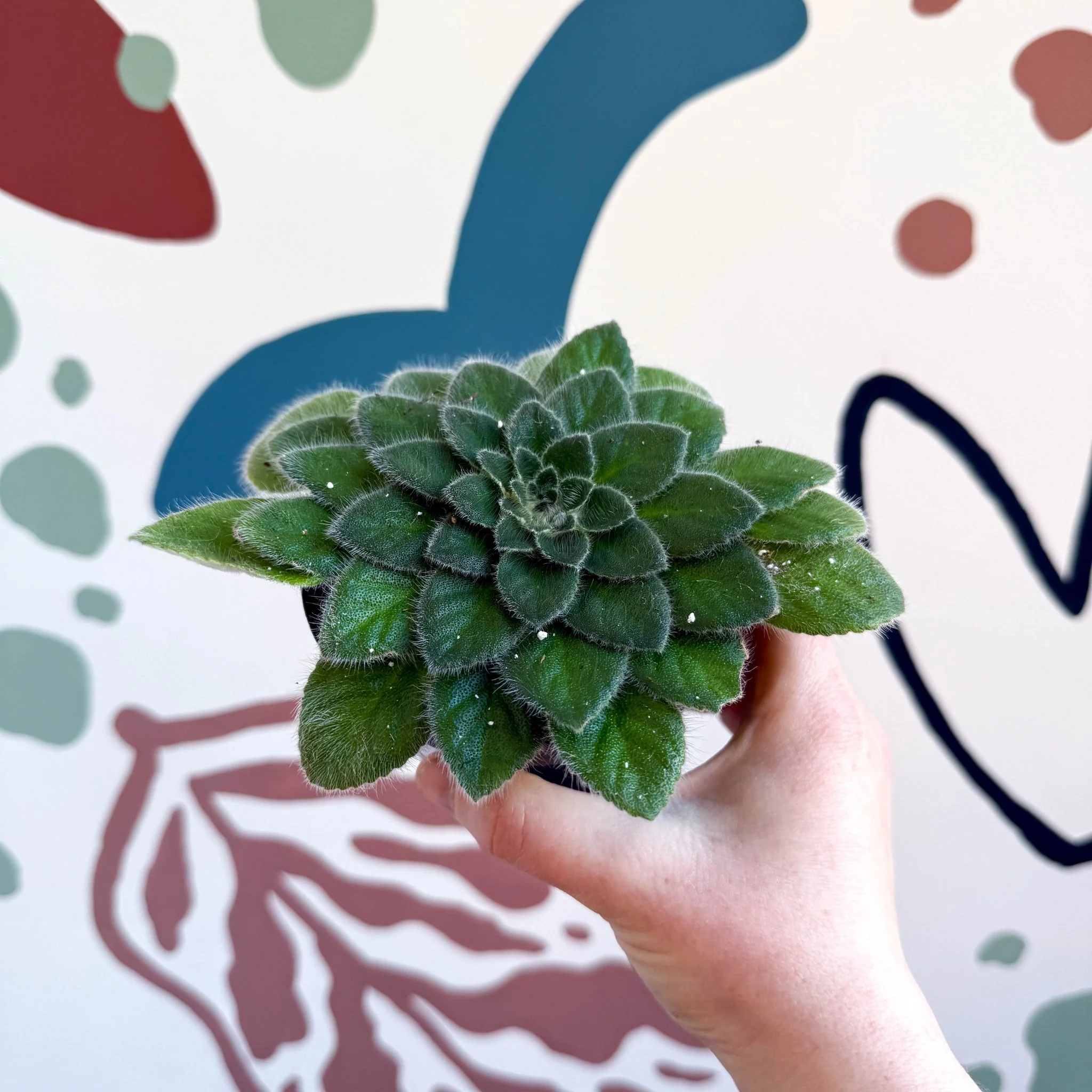 Whirlpool Plant - Petrocosmea 'Keystone's Belmont' - Welsh Grown - Image 2