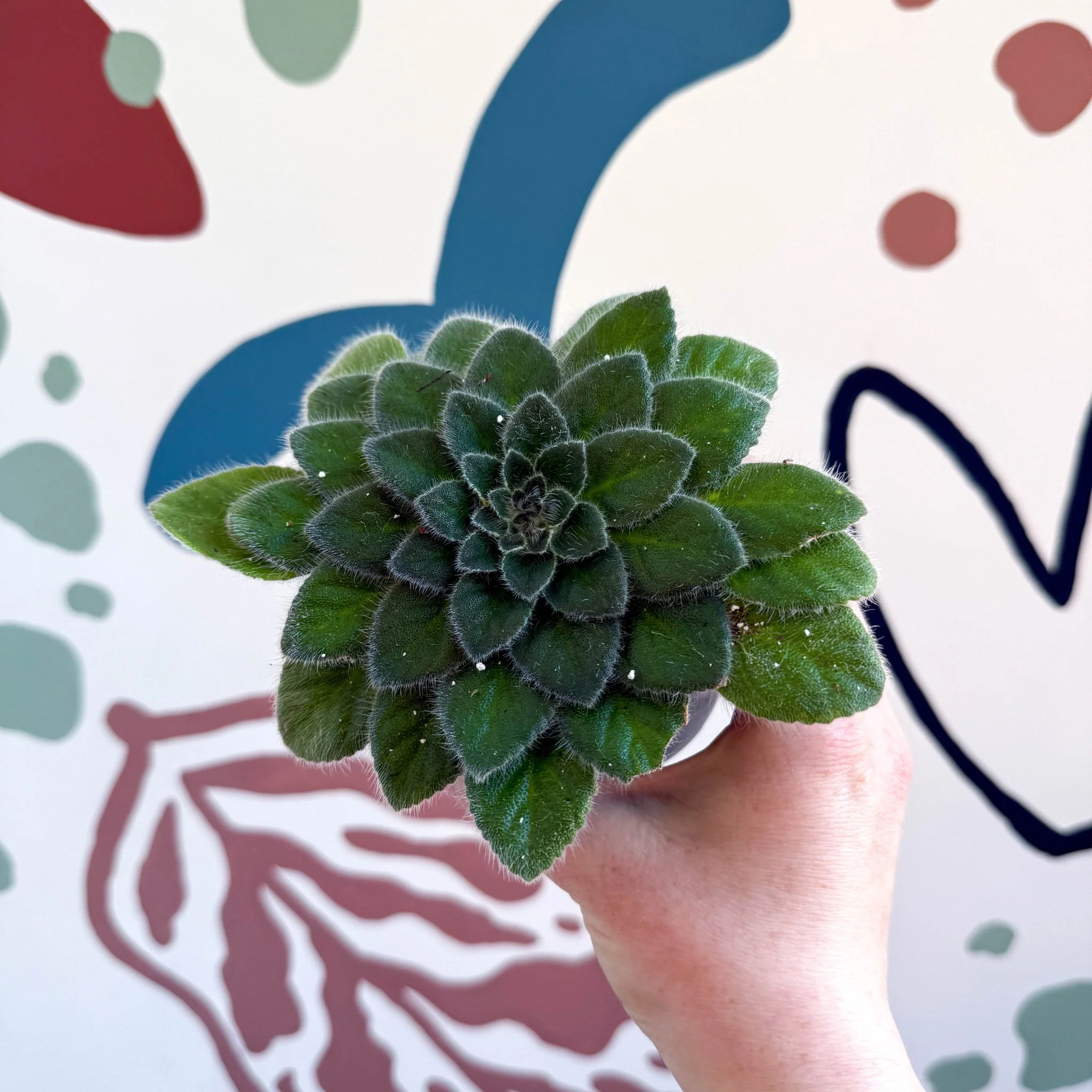Whirlpool Plant - Petrocosmea 'Keystone's Belmont' - Welsh Grown - Image 3