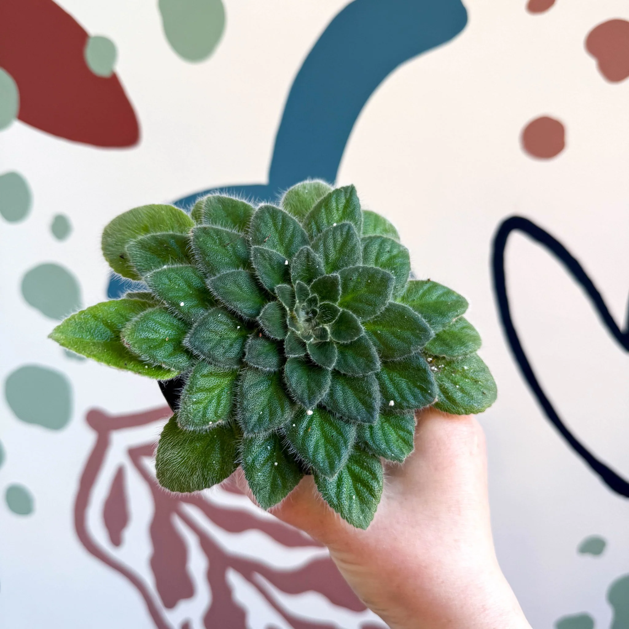 Whirlpool Plant - Petrocosmea 'Keystone's Belmont' - Welsh Grown - Image 4
