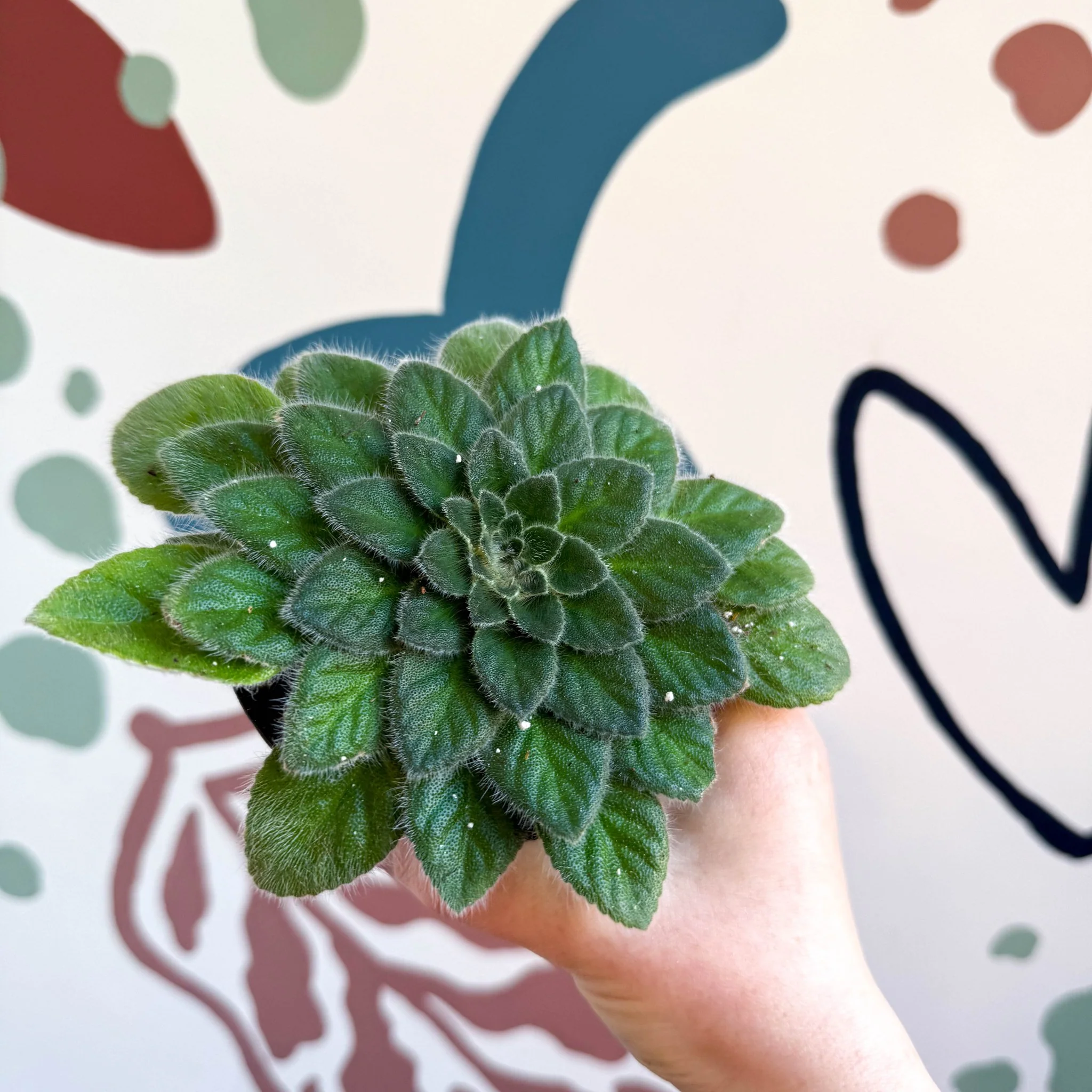 Whirlpool Plant - Petrocosmea 'Keystone's Belmont' - Welsh Grown - Image 6