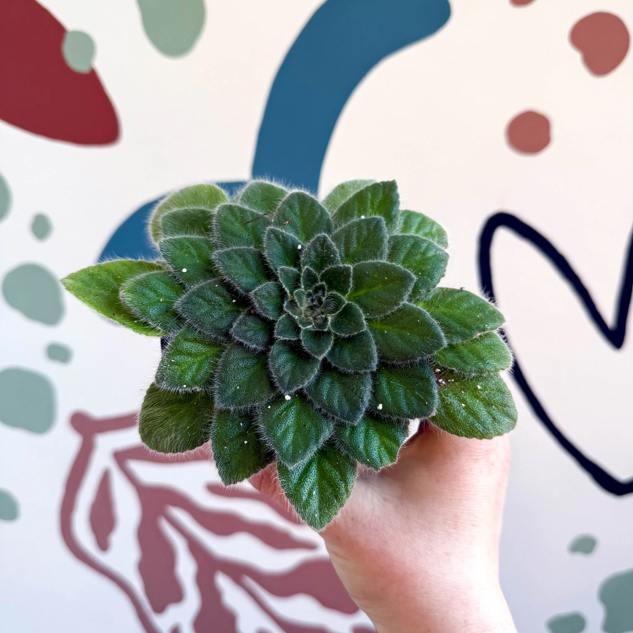 Whirlpool Plant - Petrocosmea 'Keystone's Belmont' - Welsh Grown - Image 7