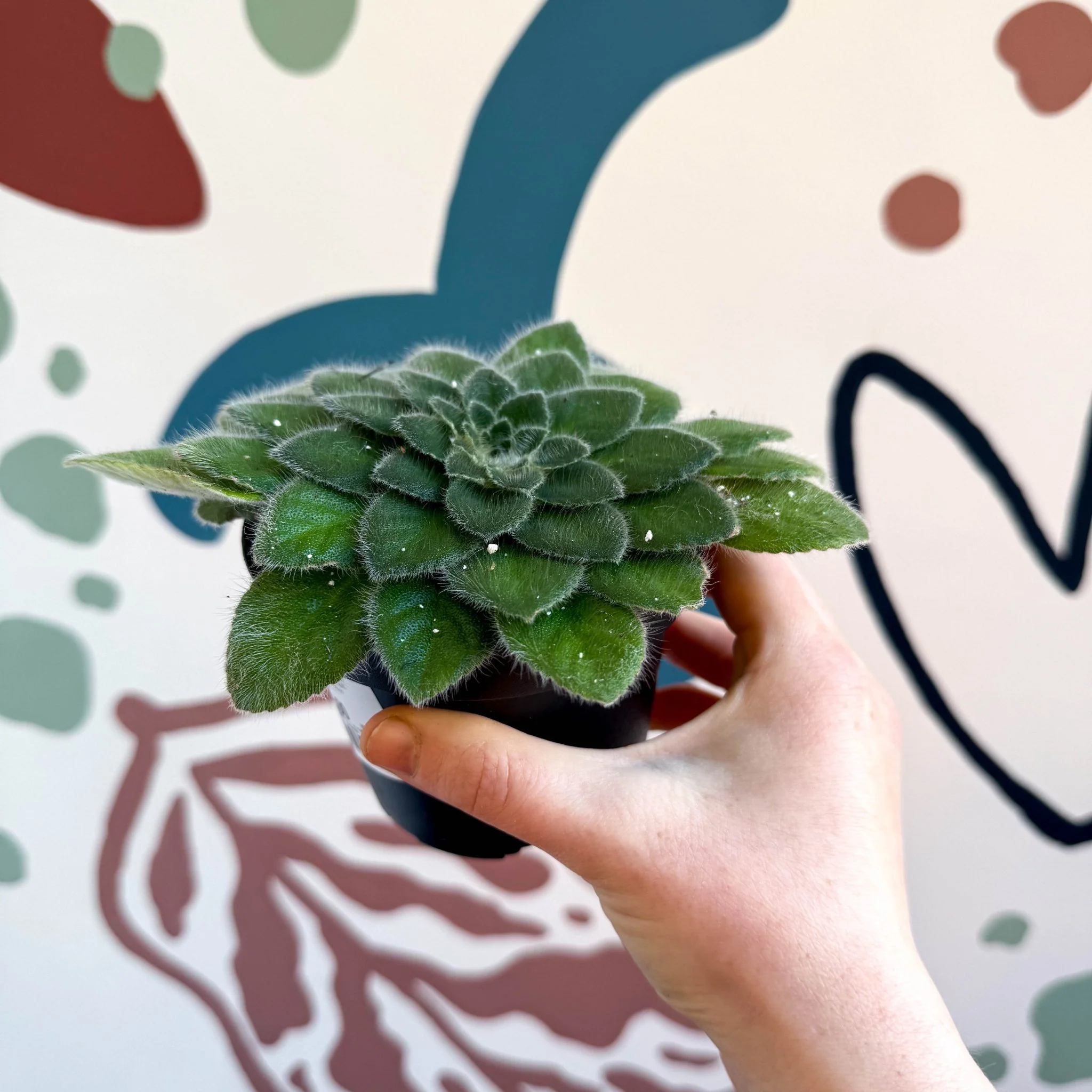 Whirlpool Plant - Petrocosmea 'Keystone's Belmont' - Welsh Grown - Image 8