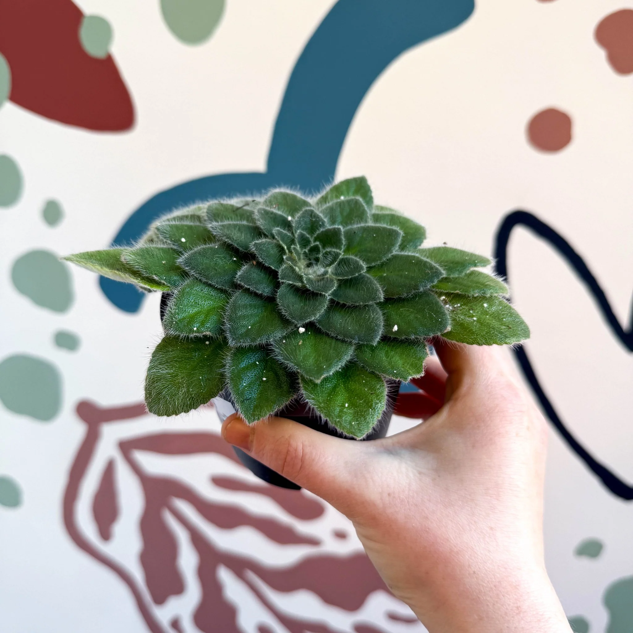 Whirlpool Plant - Petrocosmea 'Keystone's Belmont' - Welsh Grown - Image 9