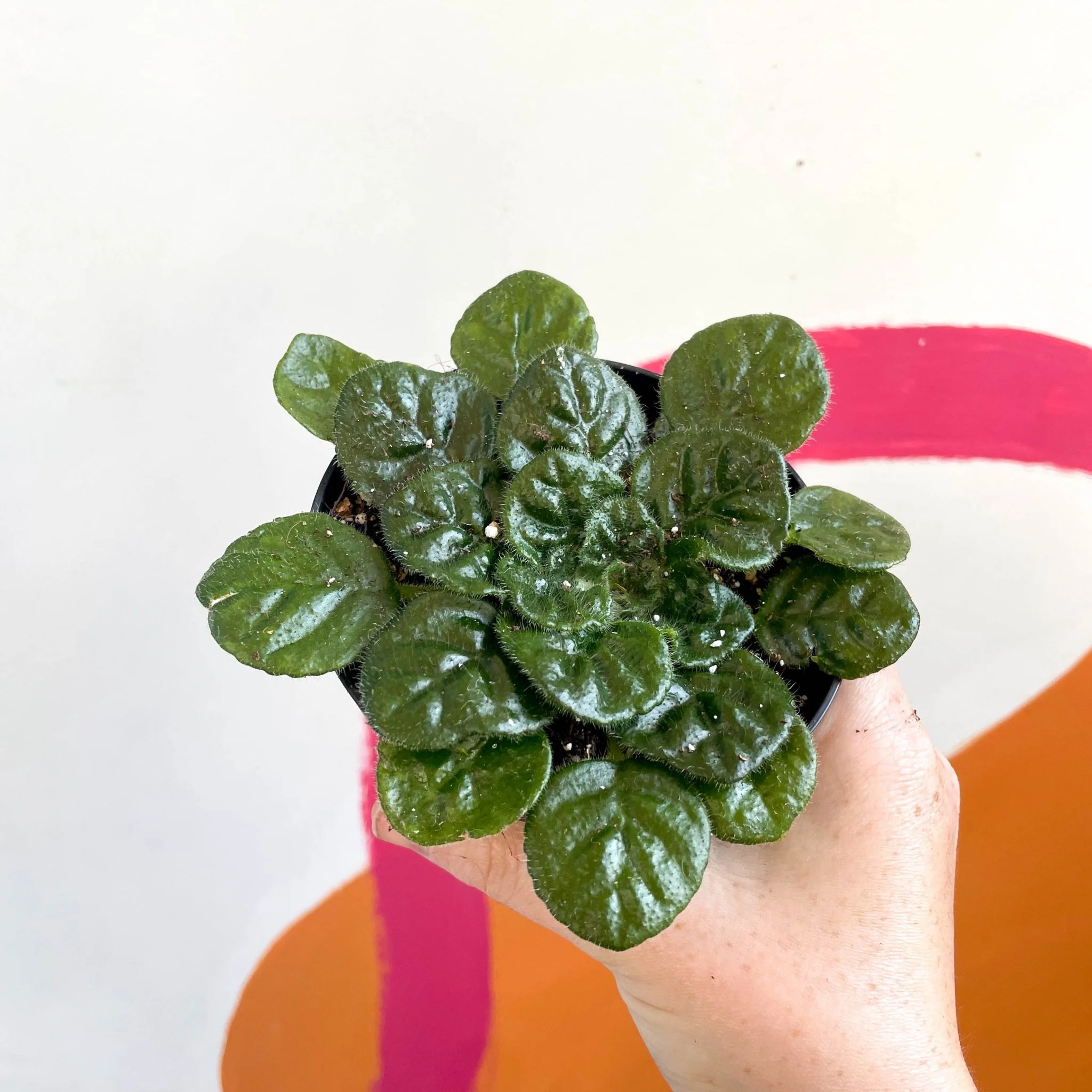 Whirlpool Plant - Petrocosmea 'Moro de Moso' - Welsh Grown