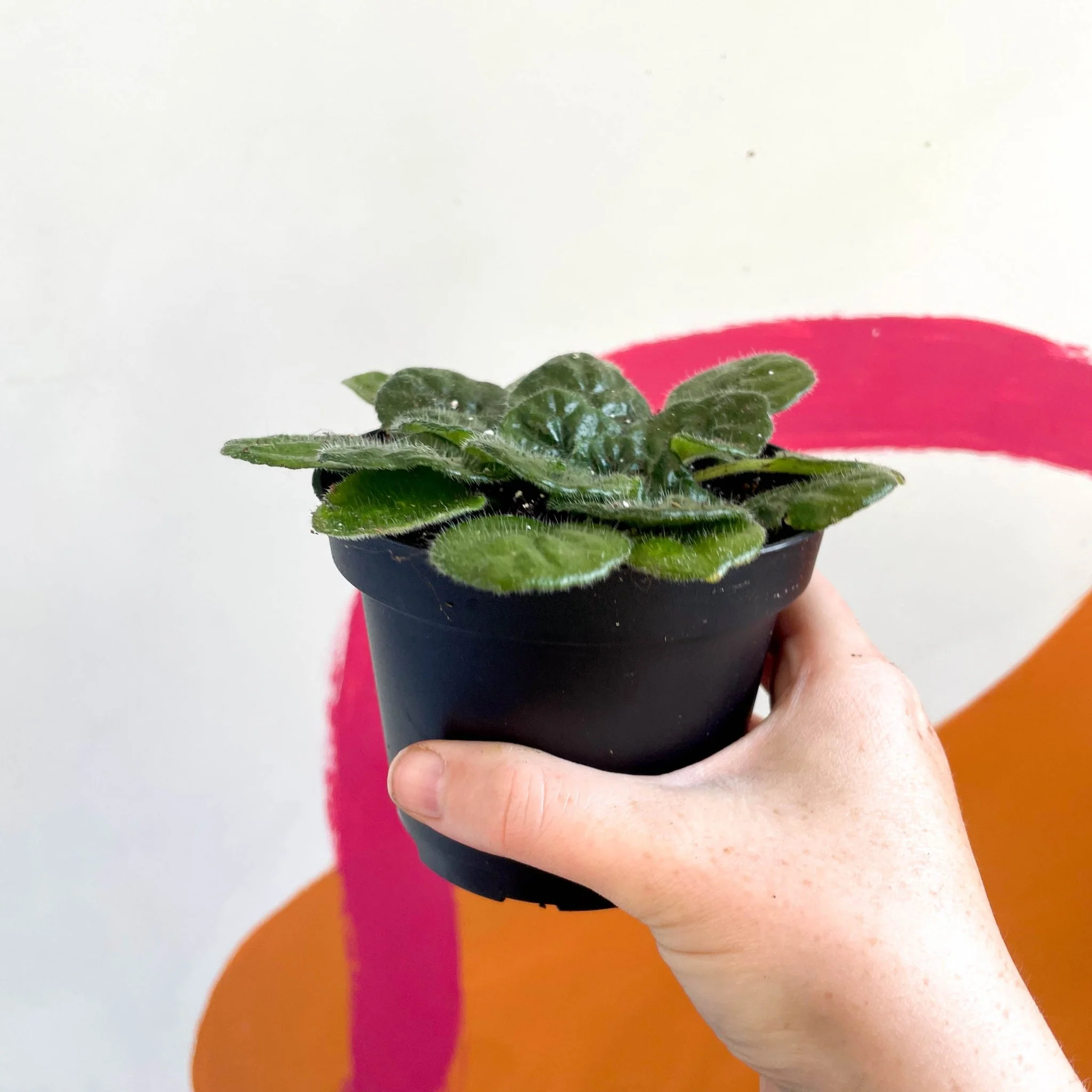 Whirlpool Plant - Petrocosmea 'Moro de Moso' - Welsh Grown - Image 2