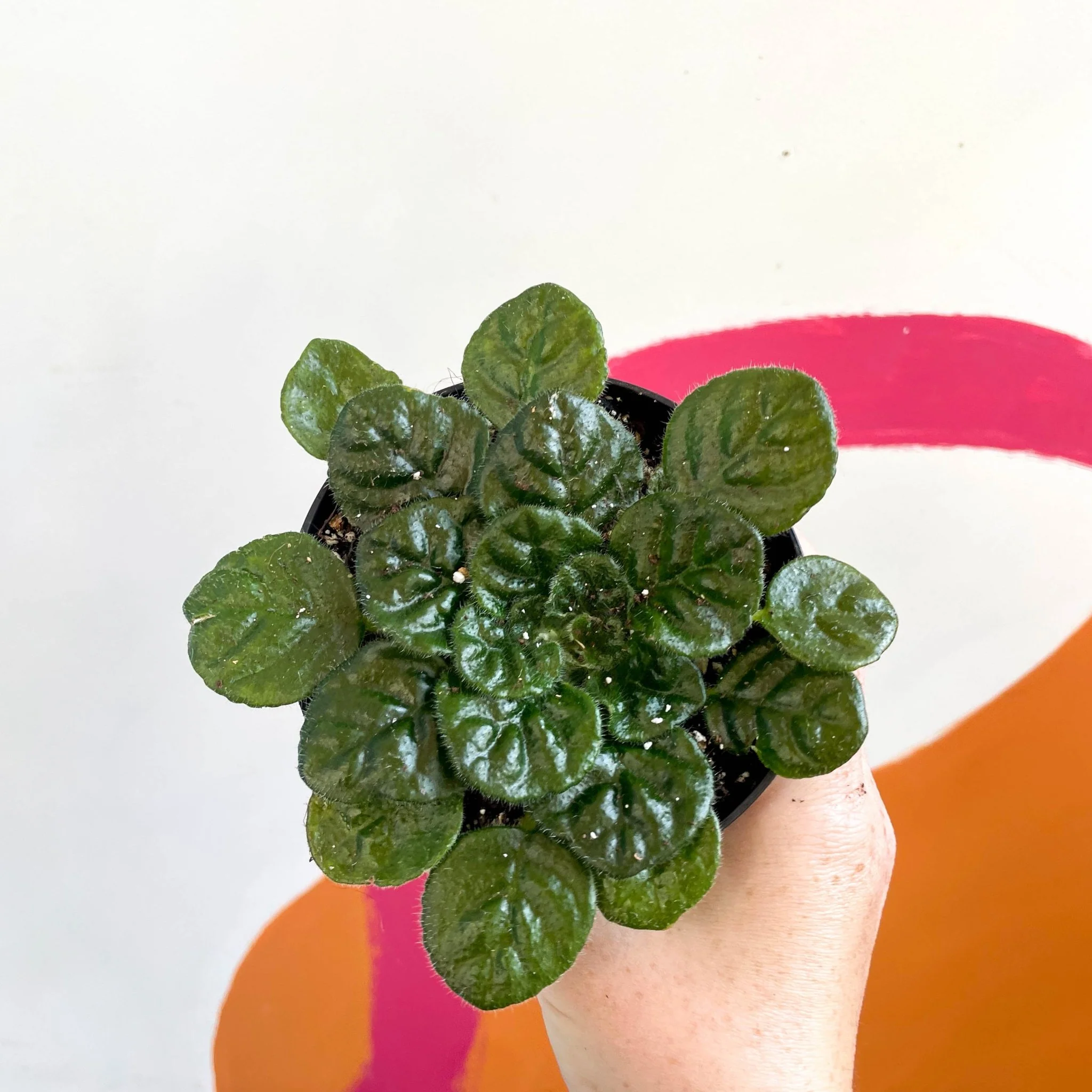 Whirlpool Plant - Petrocosmea 'Moro de Moso' - Welsh Grown - Image 3