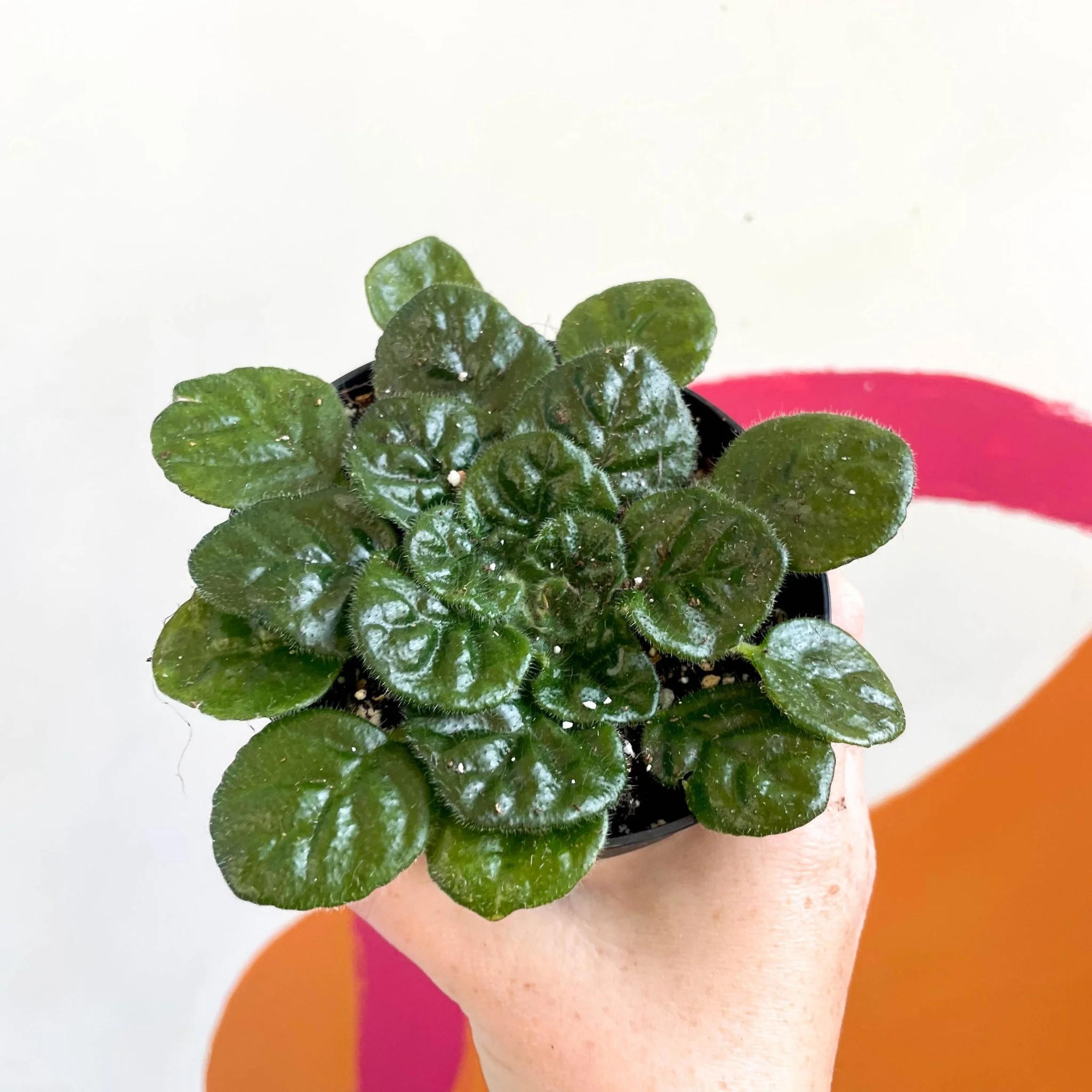 Whirlpool Plant - Petrocosmea 'Moro de Moso' - Welsh Grown - Image 4