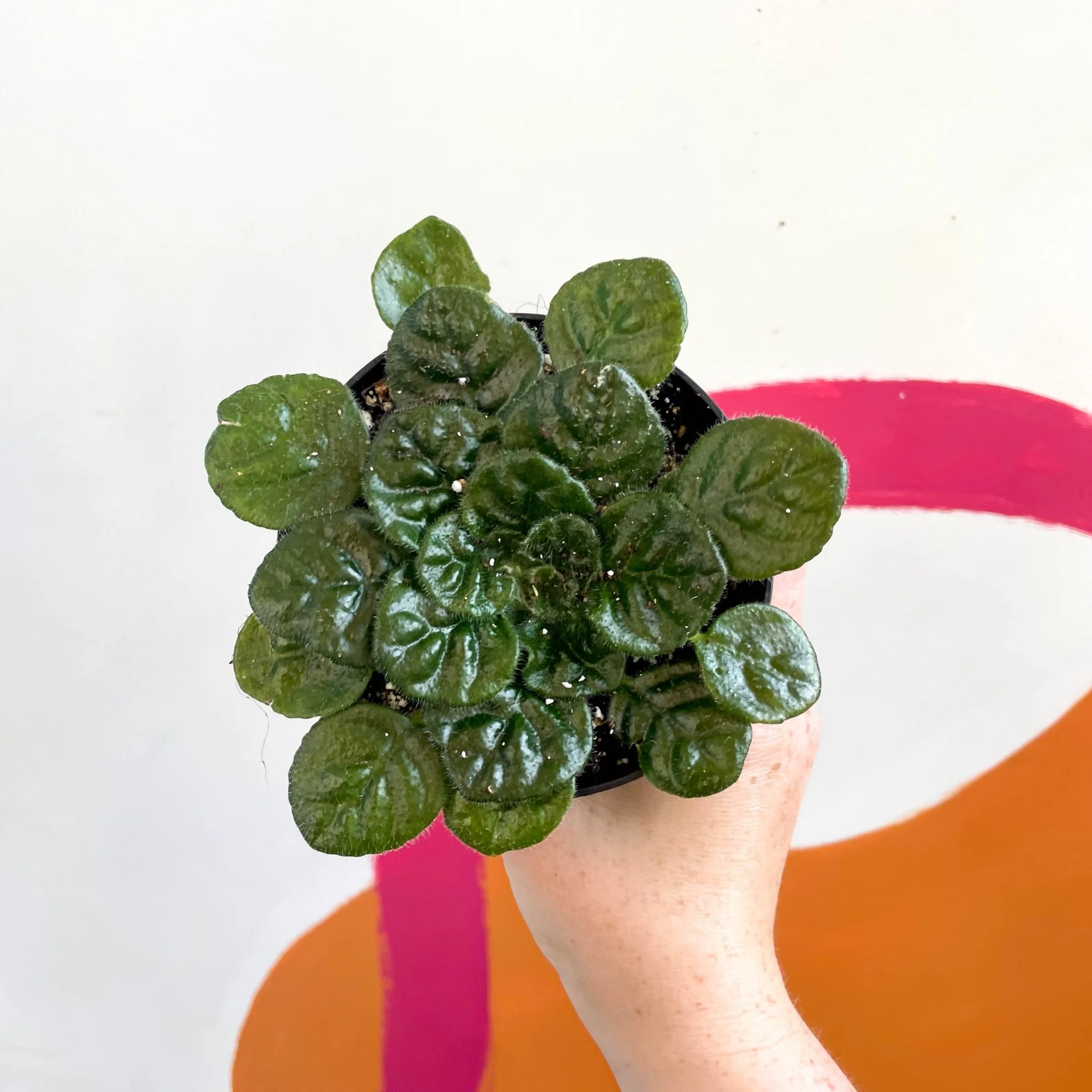 Whirlpool Plant - Petrocosmea 'Moro de Moso' - Welsh Grown - Image 5