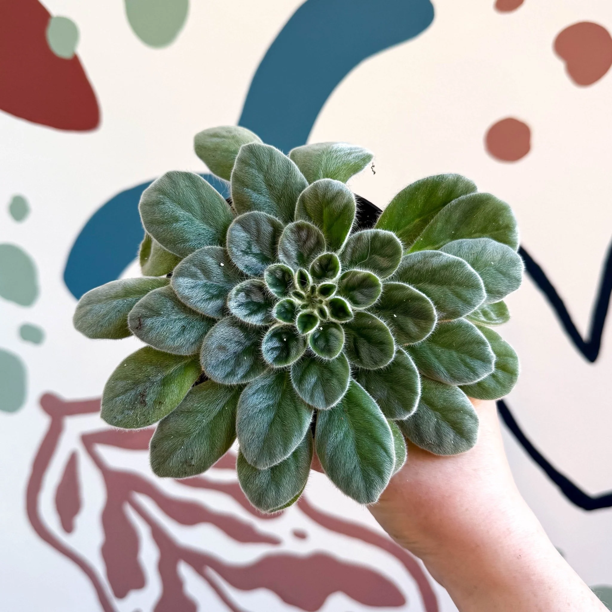Whirlpool Plant - Petrocosmea sericea - Welsh Grown