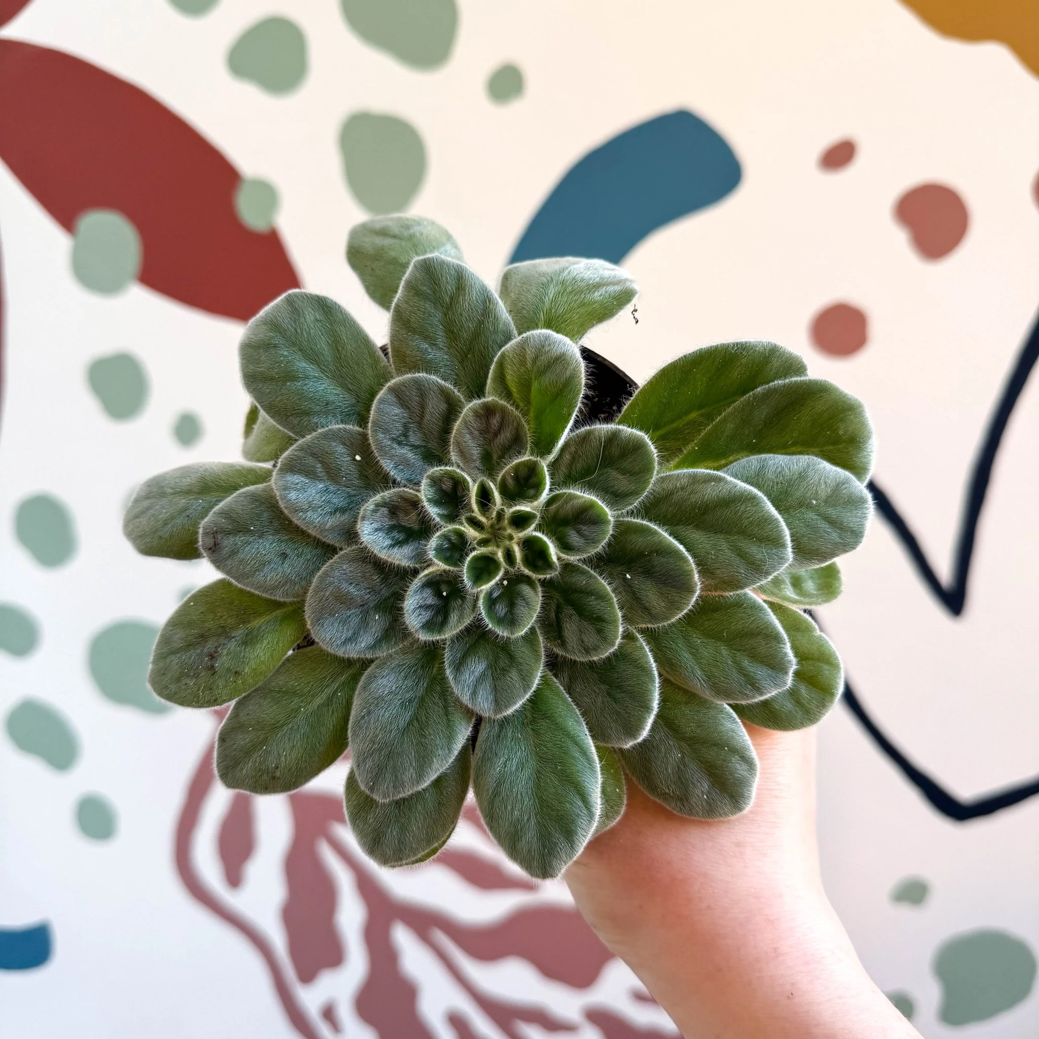 Whirlpool Plant - Petrocosmea sericea - Welsh Grown - Image 2