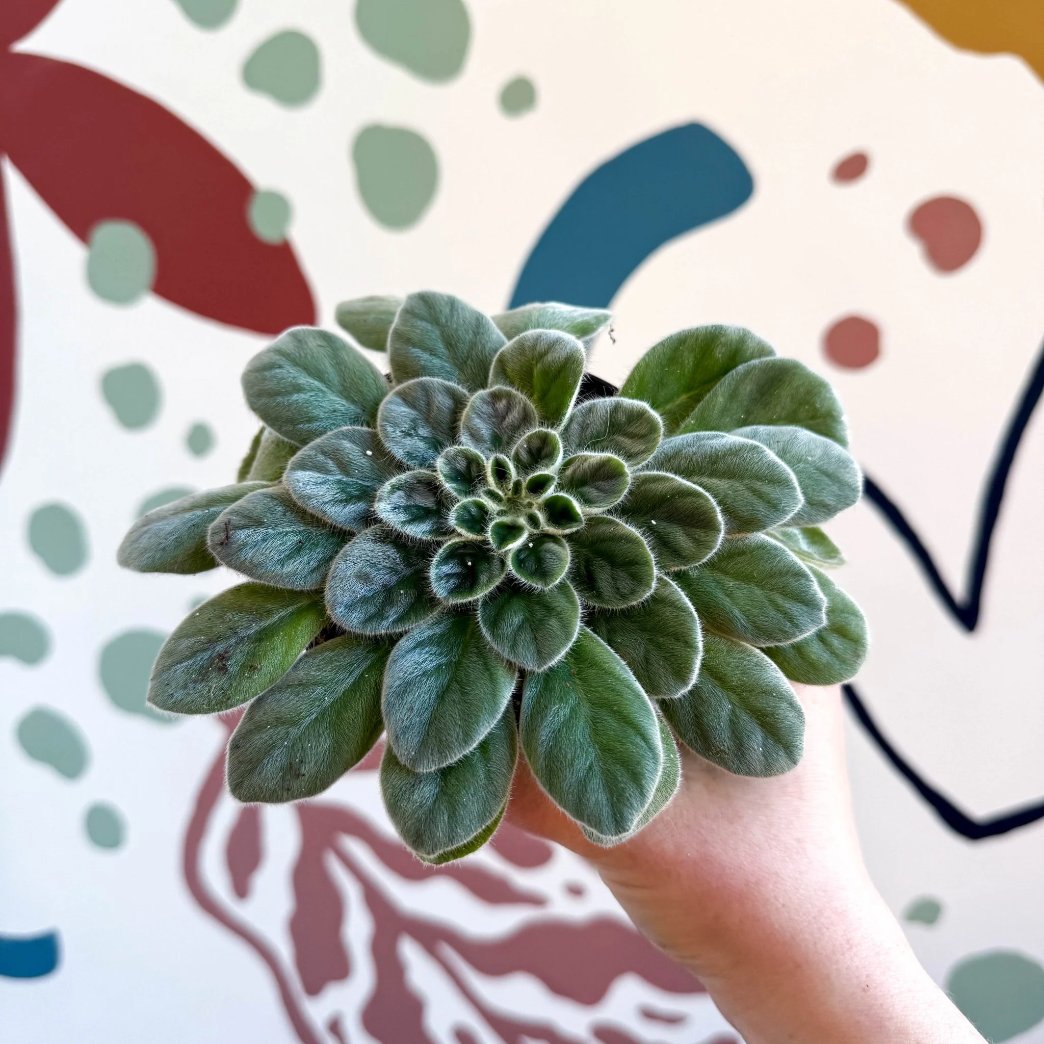 Whirlpool Plant - Petrocosmea sericea - Welsh Grown - Image 3