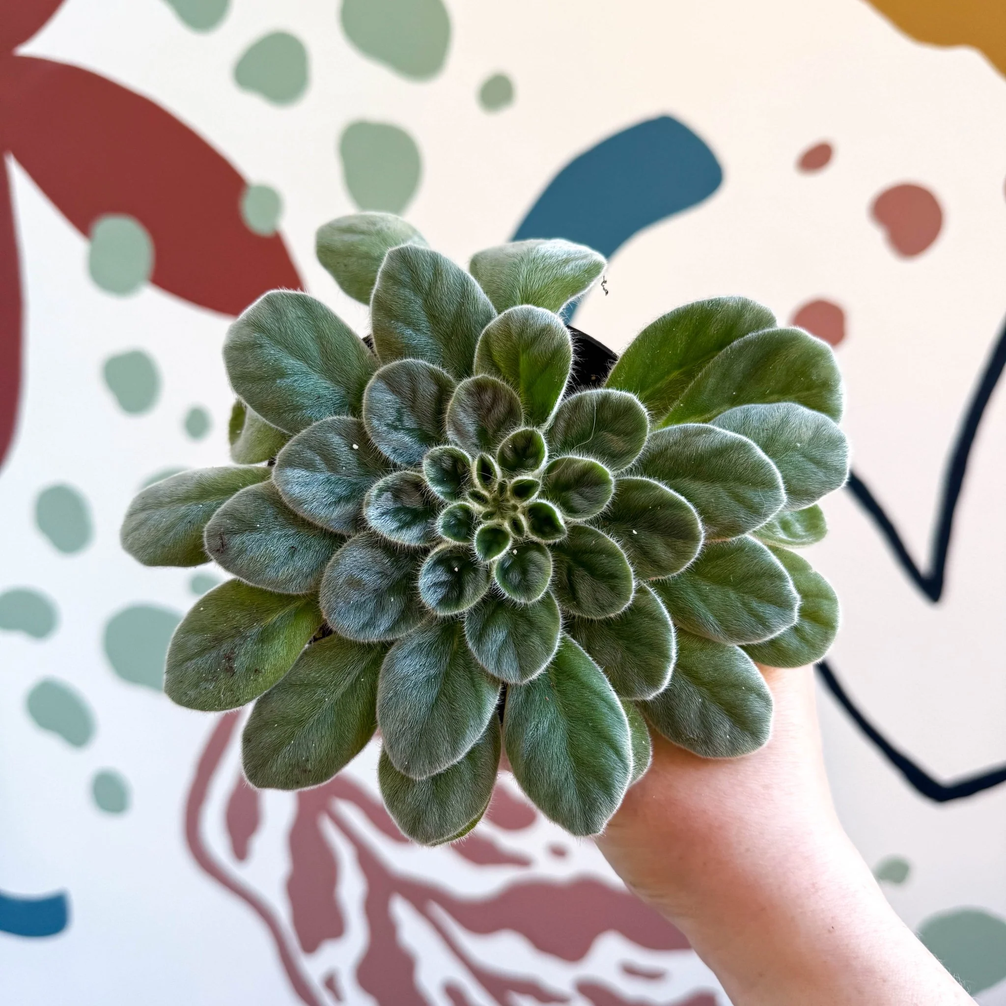Whirlpool Plant - Petrocosmea sericea - Welsh Grown - Image 4