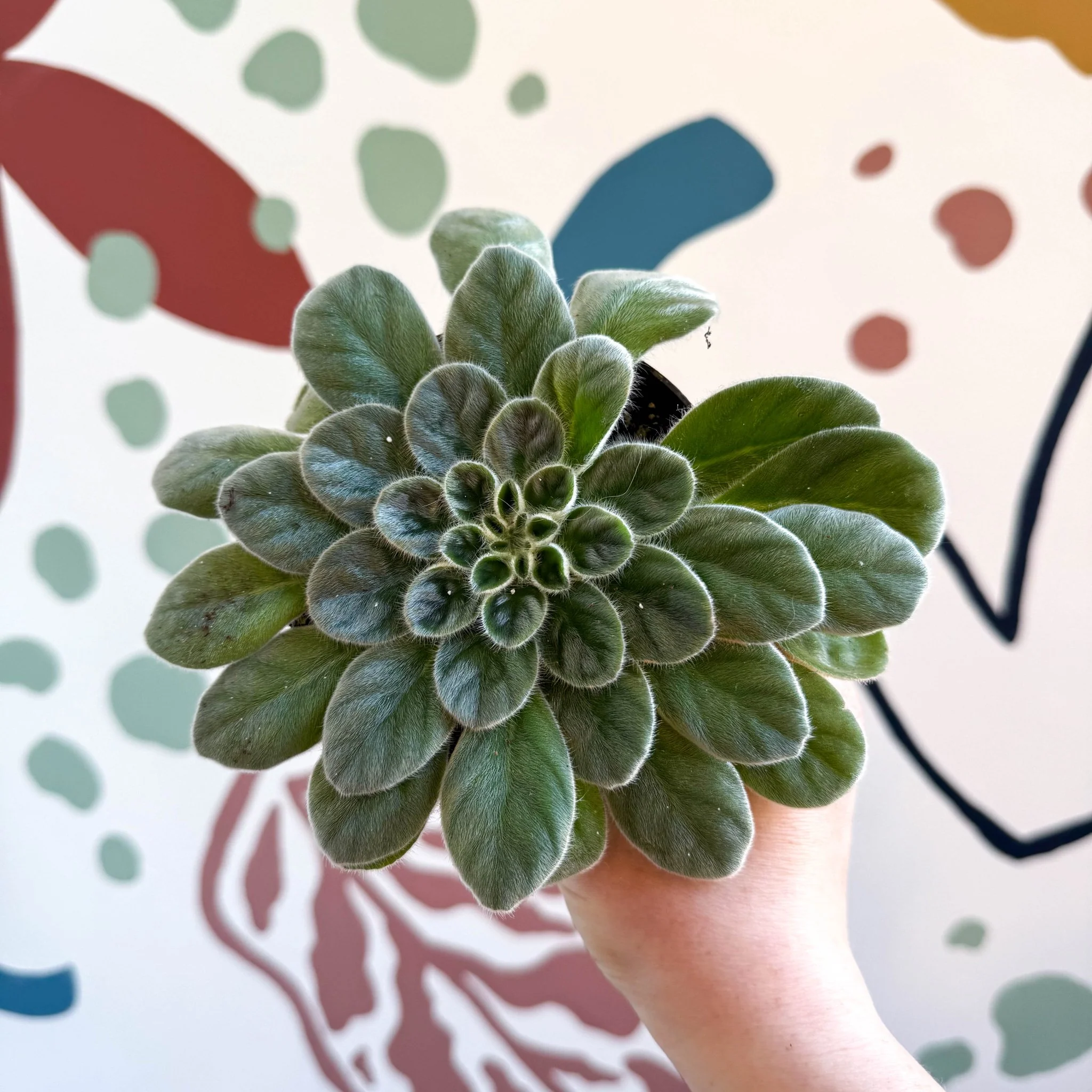 Whirlpool Plant - Petrocosmea sericea - Welsh Grown - Image 5
