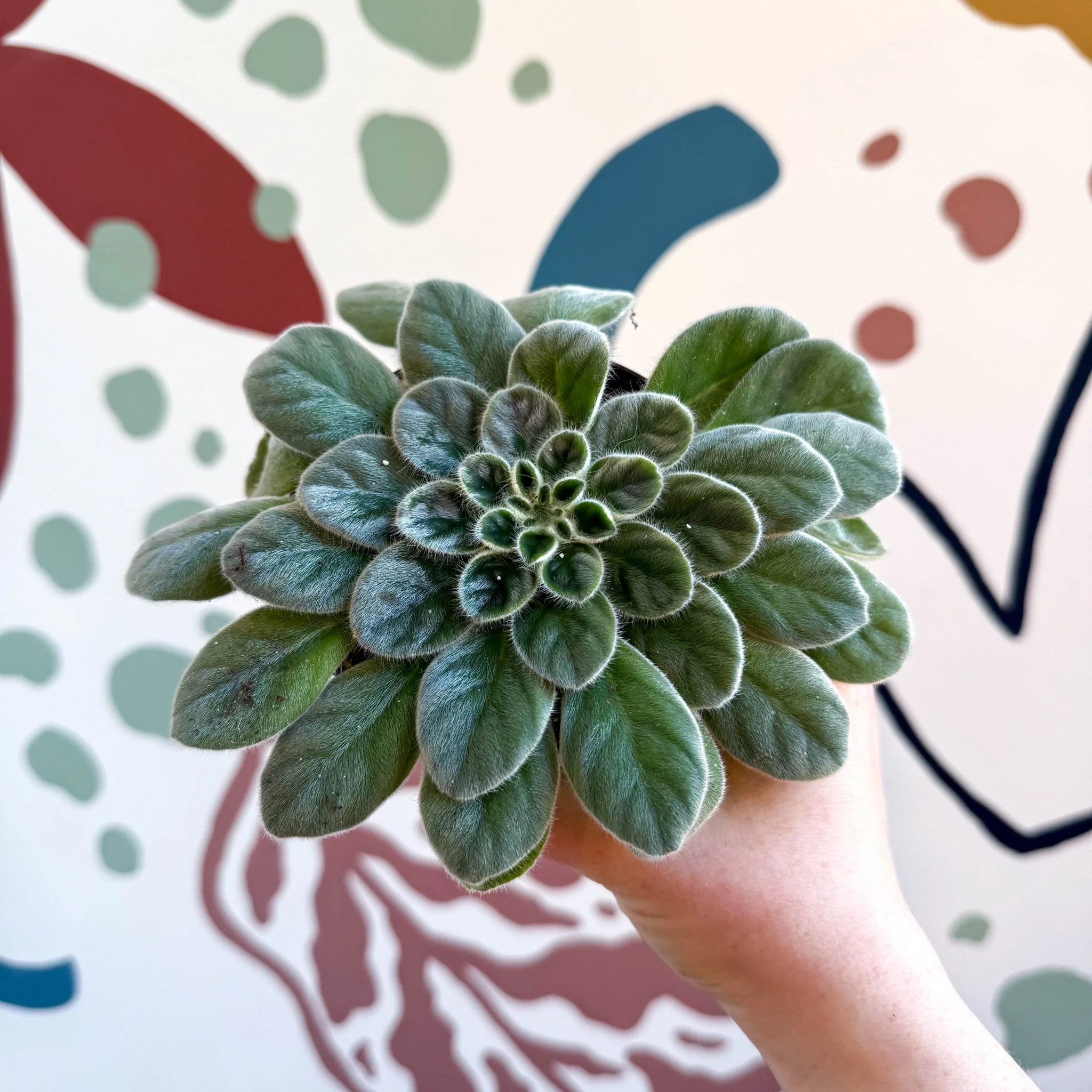 Whirlpool Plant - Petrocosmea sericea - Welsh Grown - Image 6