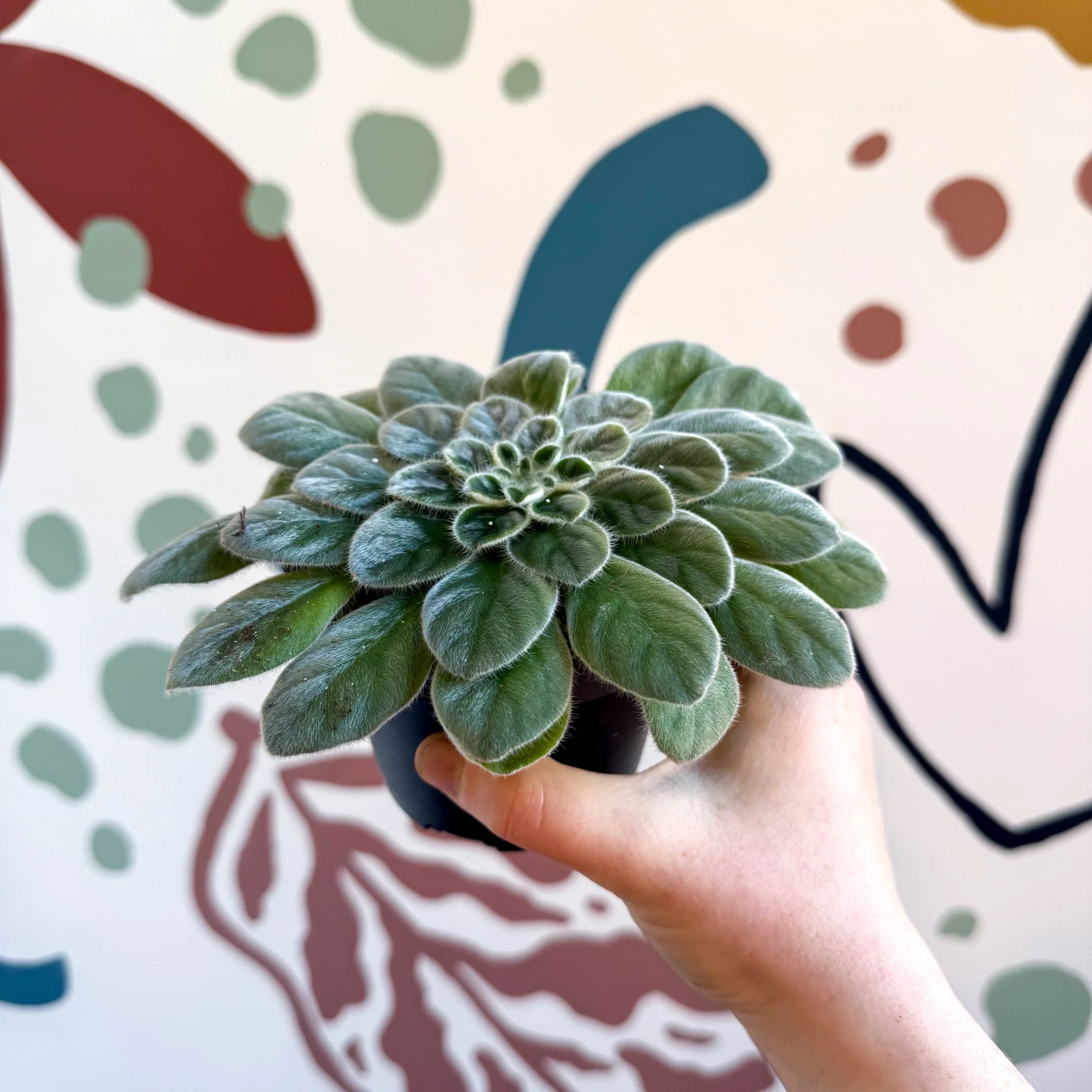 Whirlpool Plant - Petrocosmea sericea - Welsh Grown - Image 7
