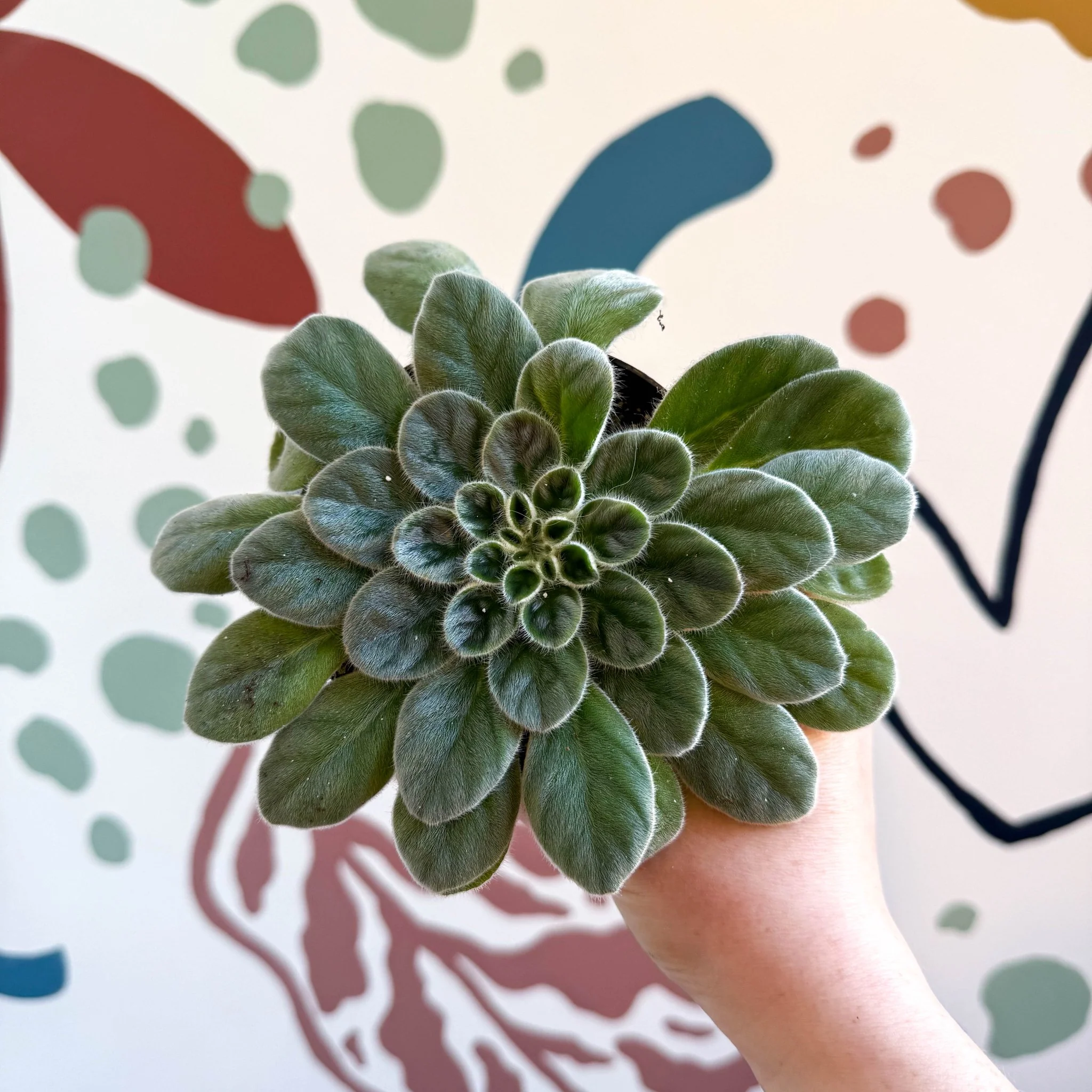Whirlpool Plant - Petrocosmea sericea - Welsh Grown - Image 8