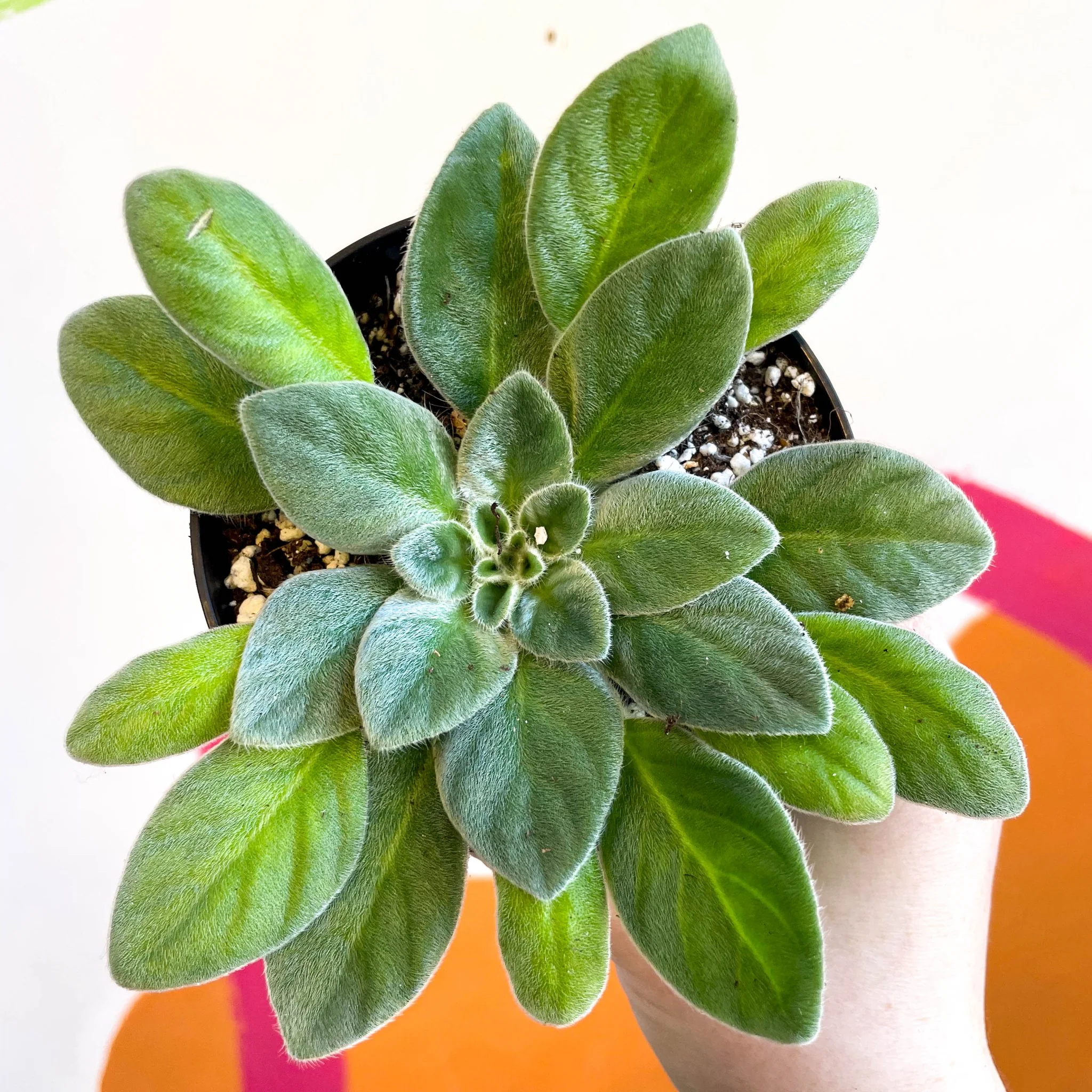 Whirlpool Plant - Petrocosmea species TT27 - Welsh Grown