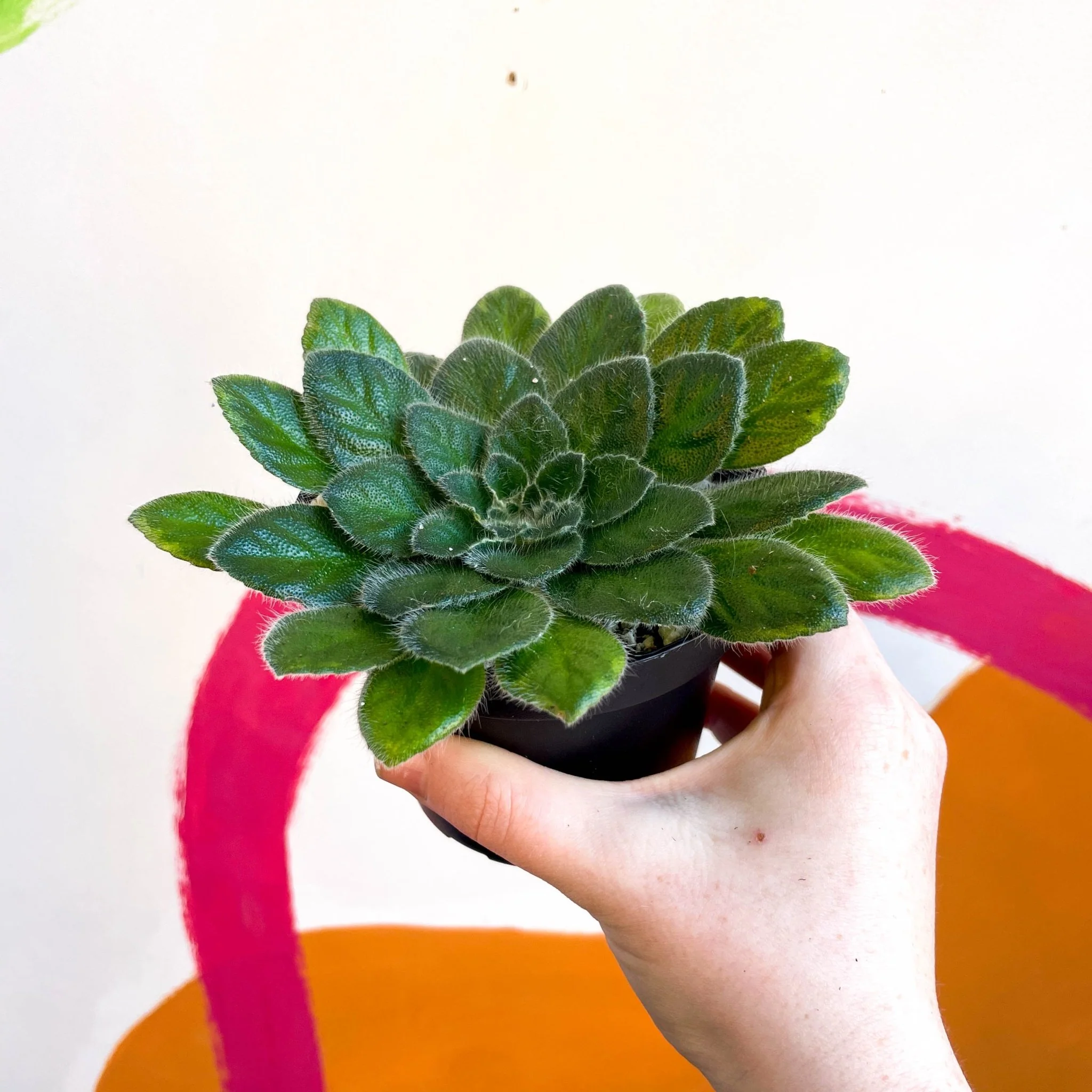 Whirlpool Plant - Petrocosmea 'Yuki No Sei' - Welsh Grown - Image 2