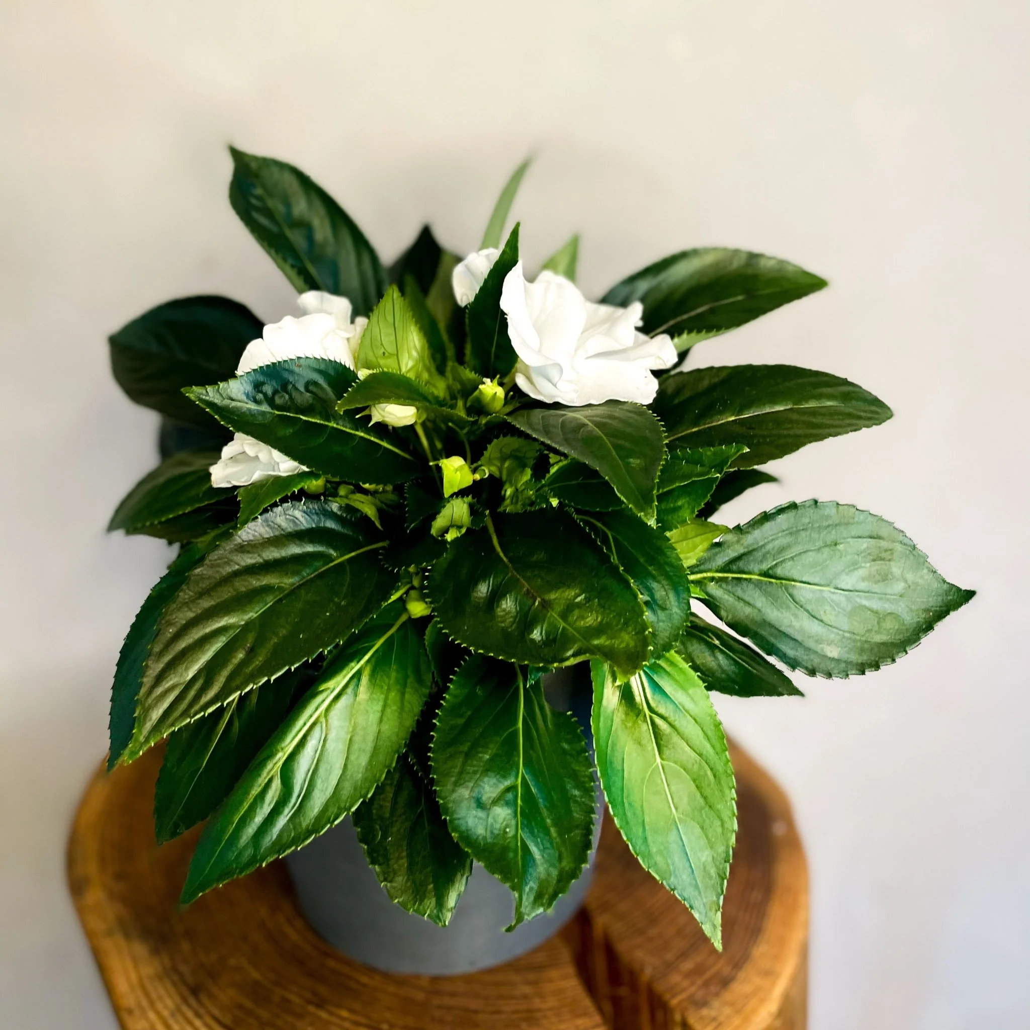 White Busy Lizzie - Impatiens 'New Guinea'