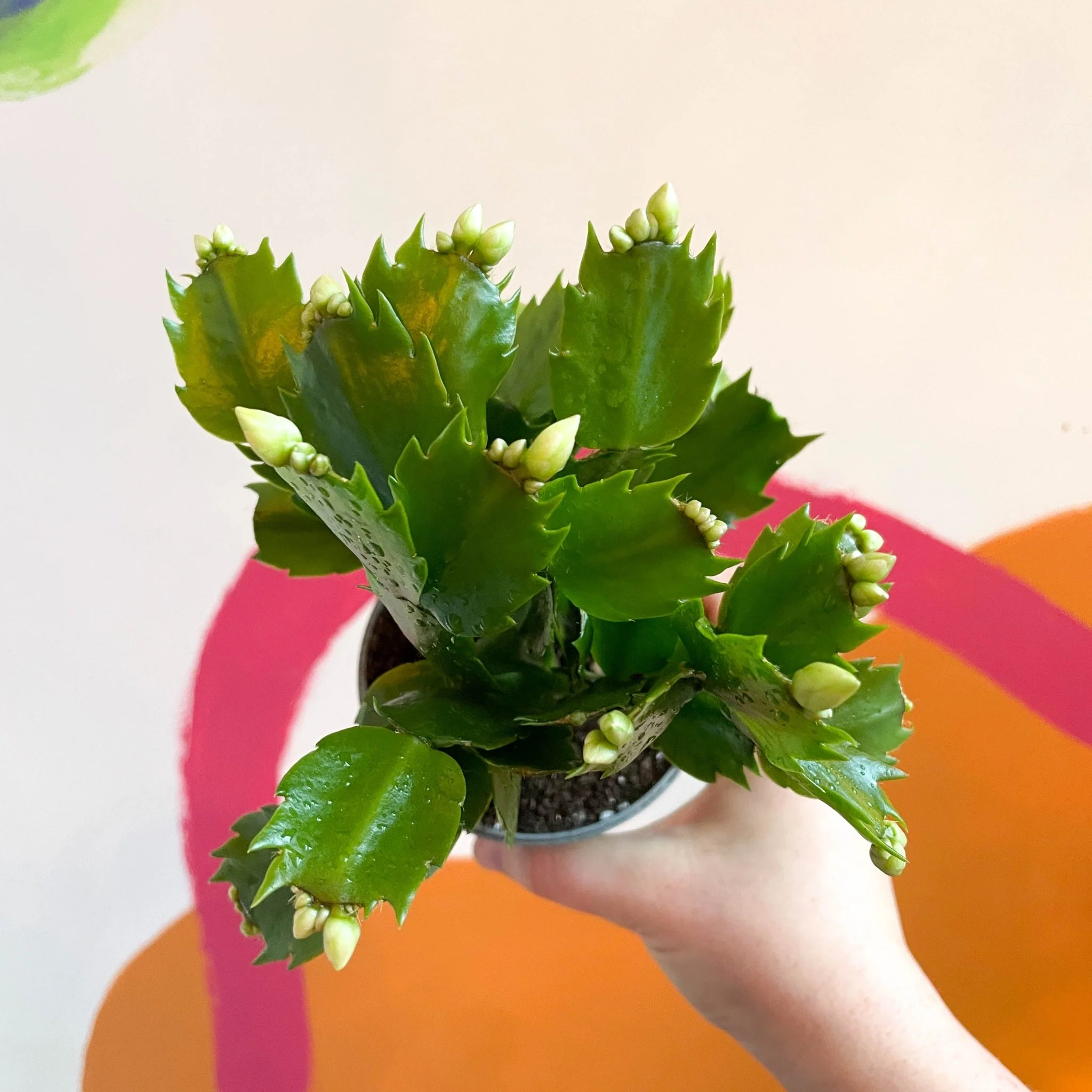 Schlumbergera truncata 'Malissa Dancer' - Image 3