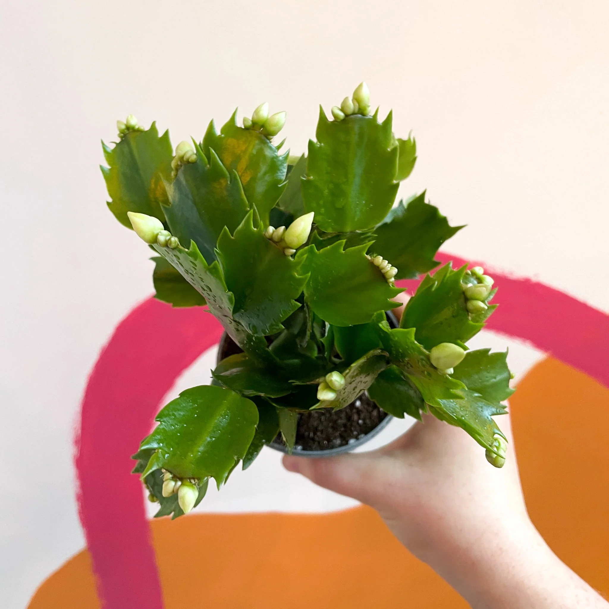 Schlumbergera truncata 'Malissa Dancer' - Image 4