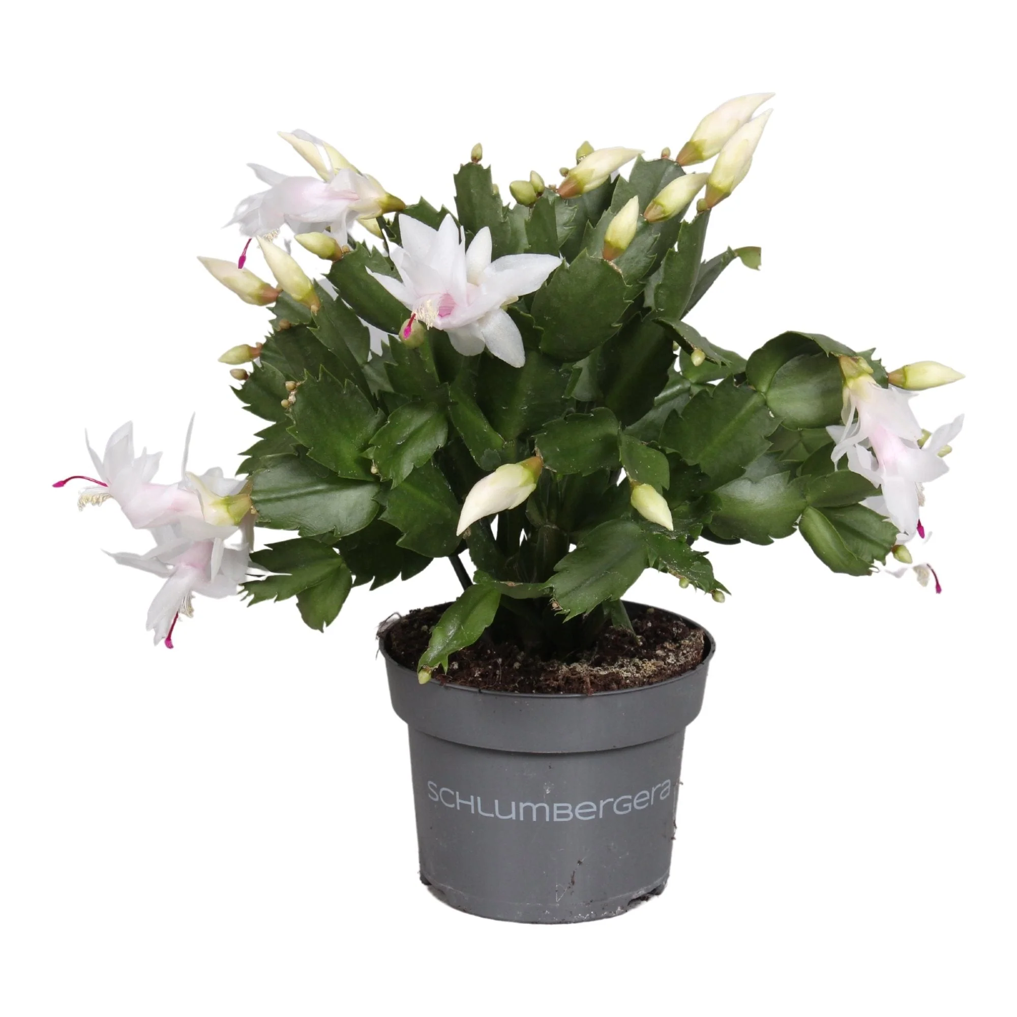 Schlumbergera truncata 'Malissa Dancer' - Image 5